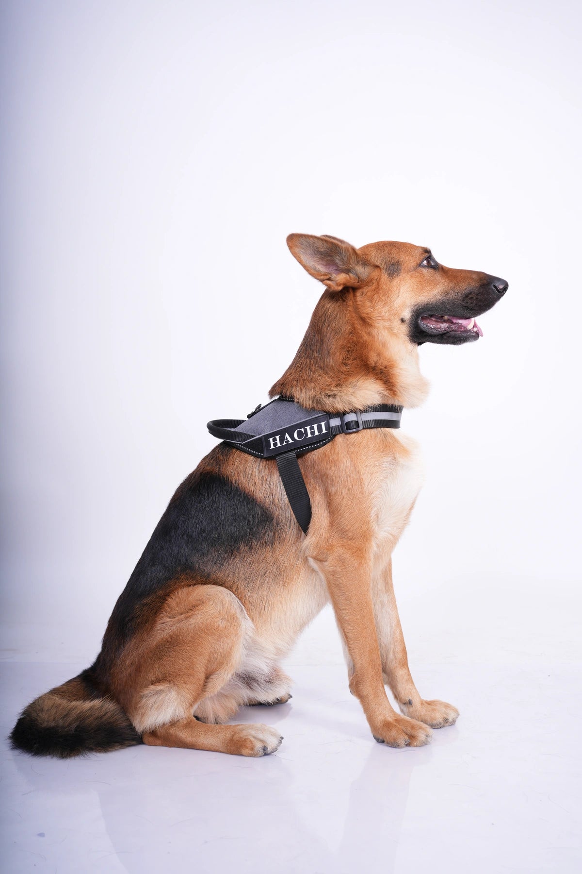 Melange_dog harness