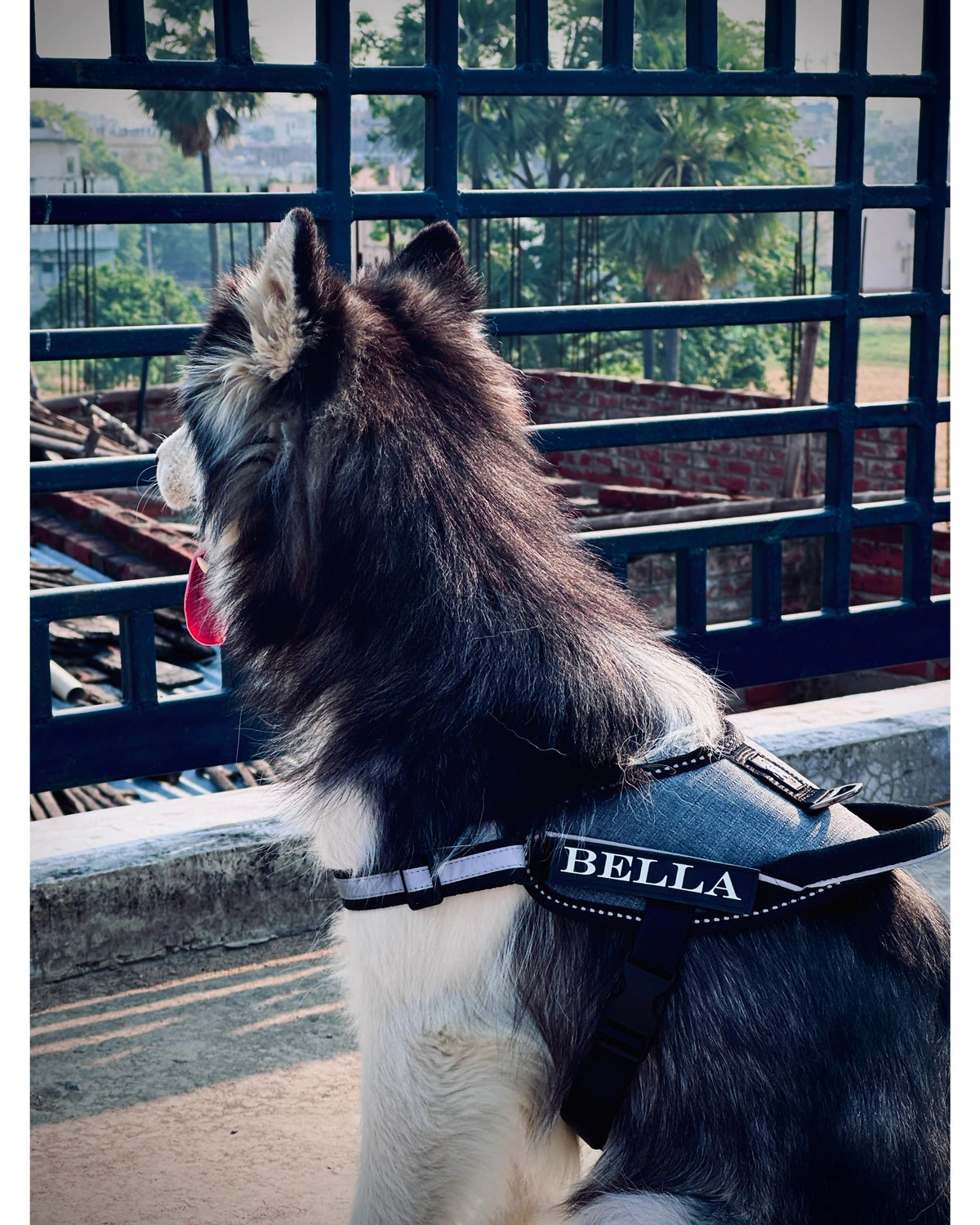 Melange_dog harness