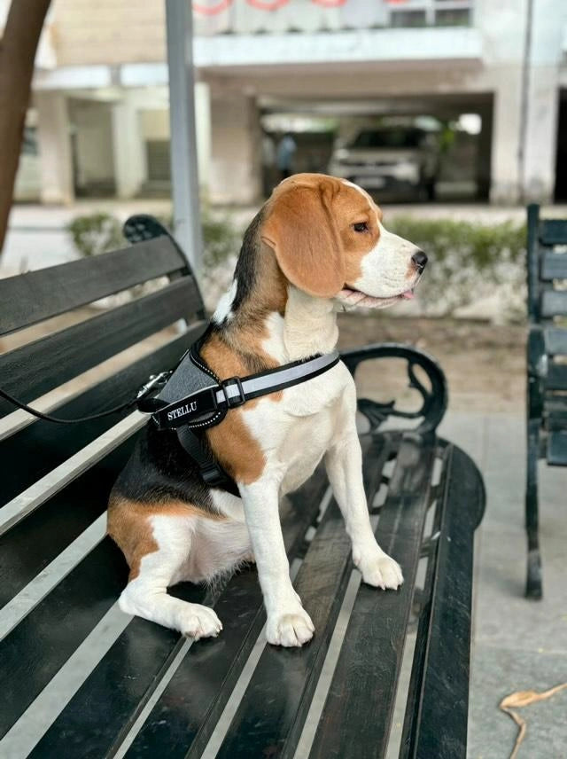 Melange_dog harness