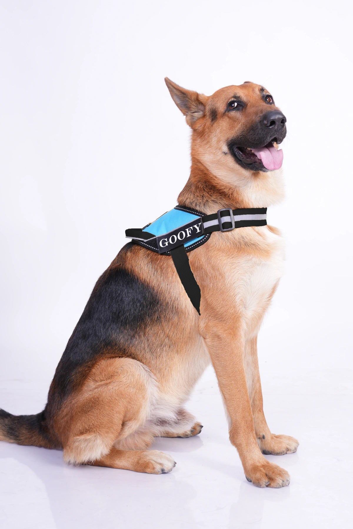 Methyl Blue_dog harness