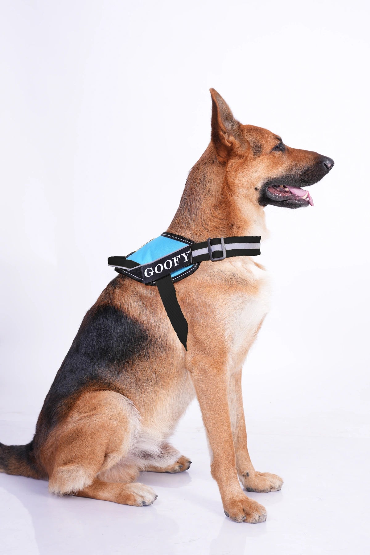 Methyl Blue_dog harness
