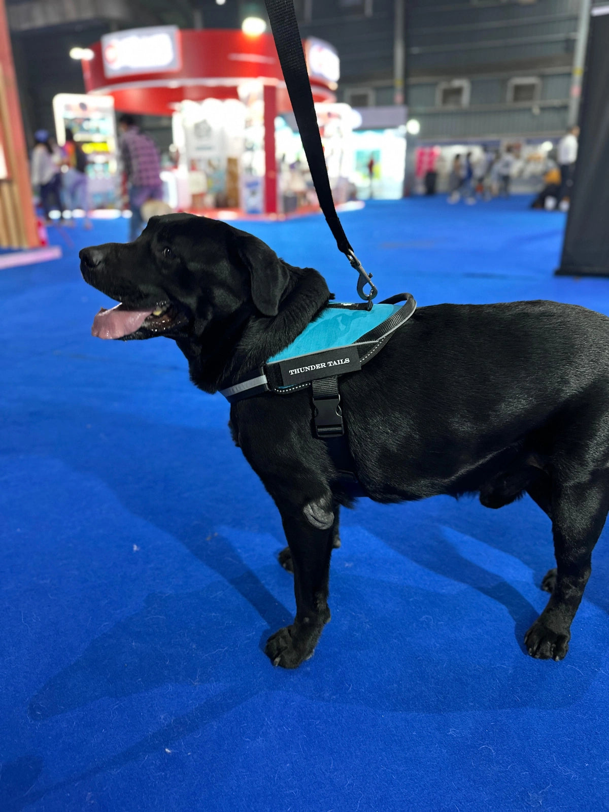 Methyl Blue_dog harness