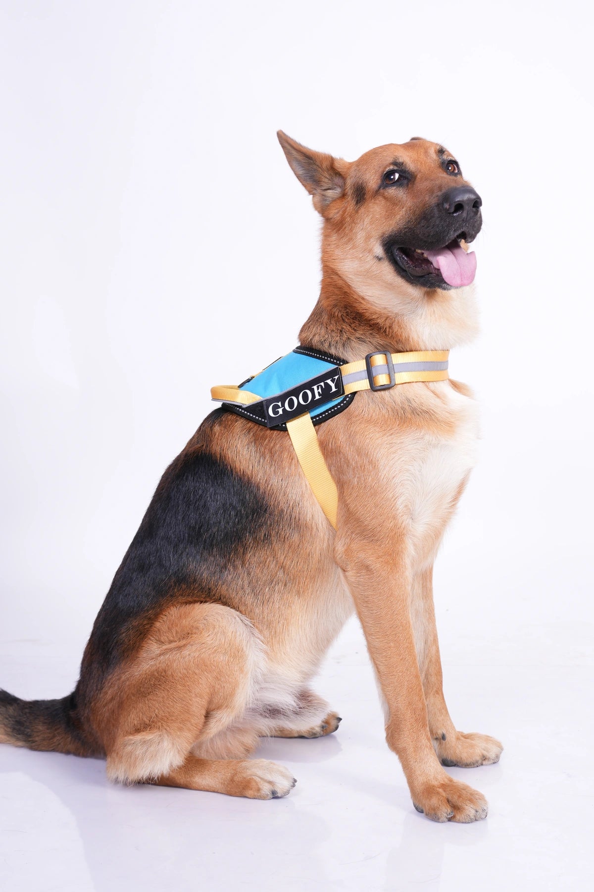 Methyl Blue-Yellow-dog harness
