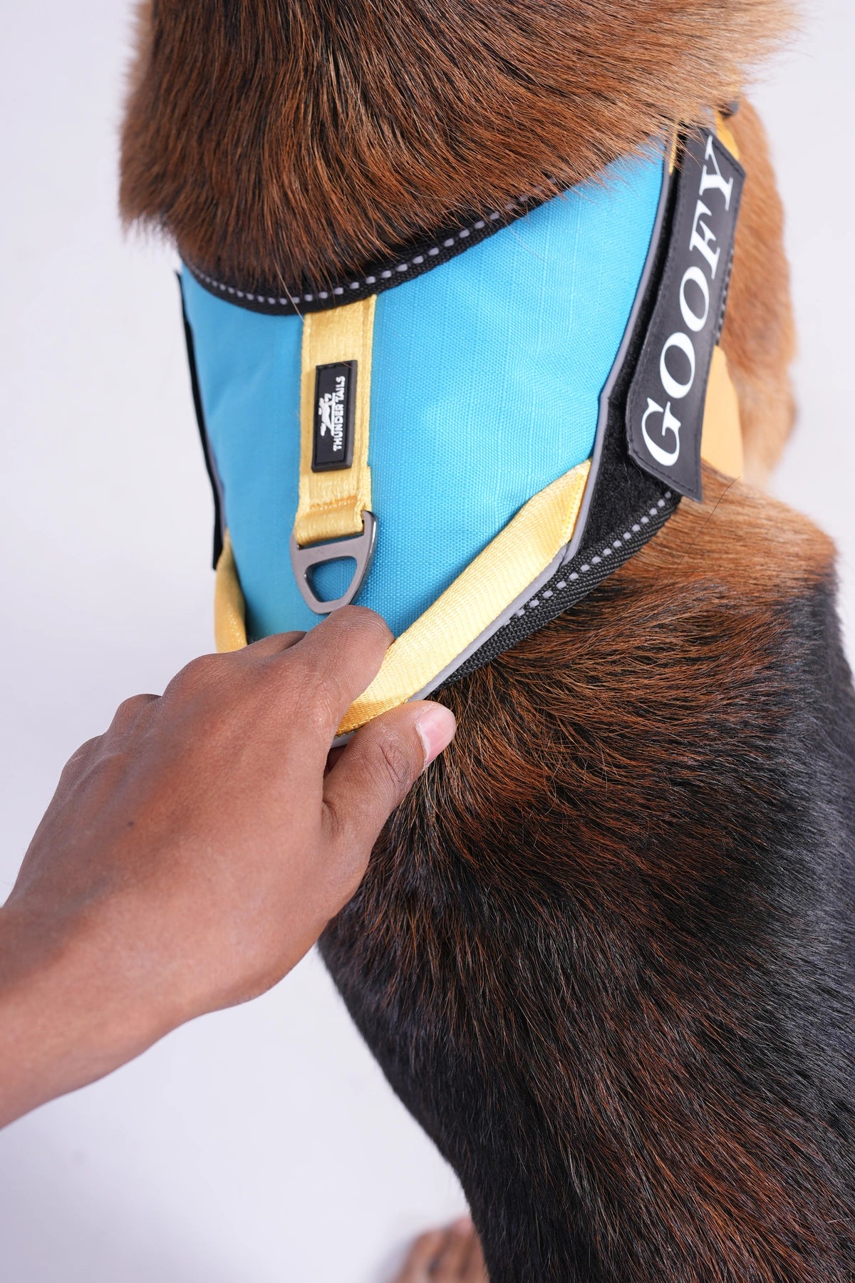 Methyl Blue-Yellow-dog harness