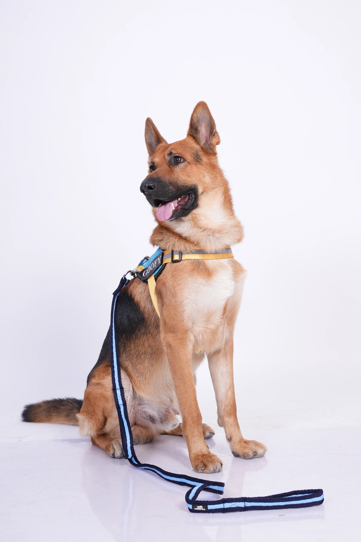 Methyl Blue-Yellow-dog harness