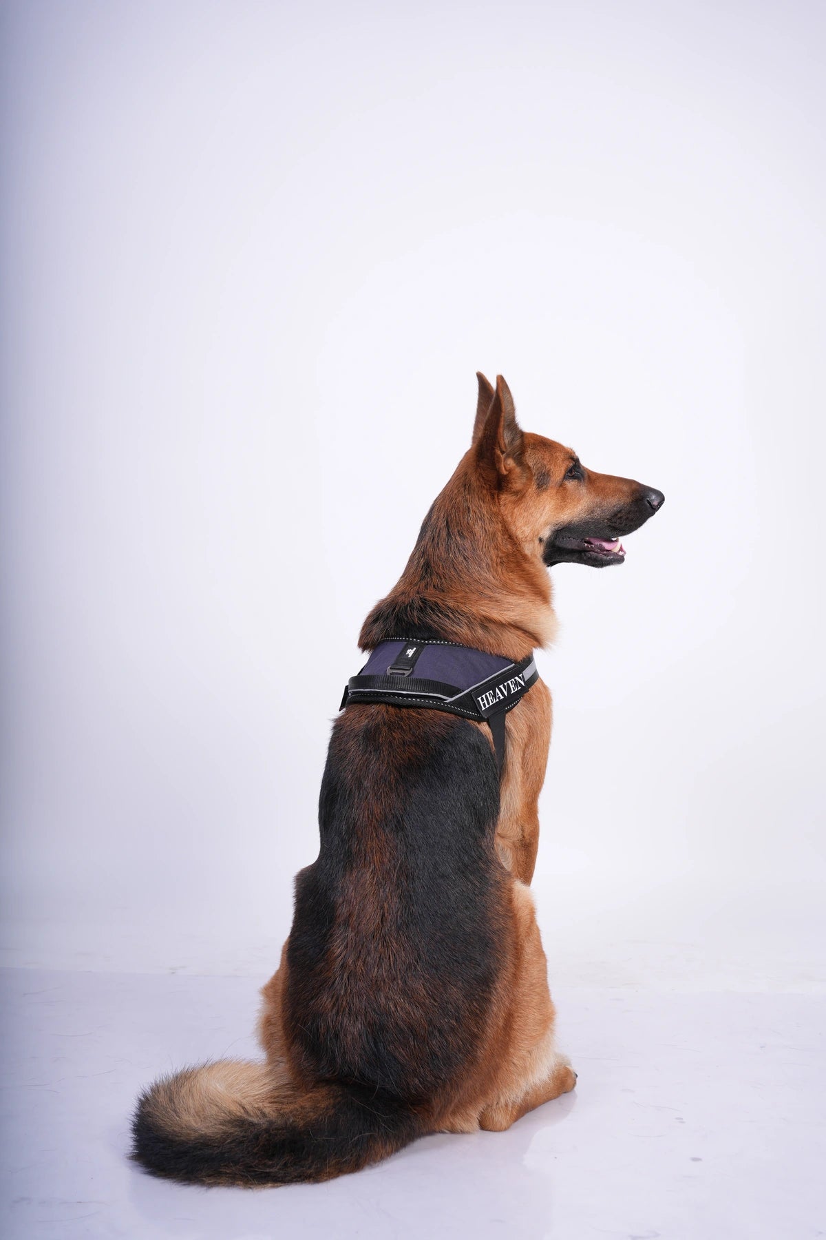 Navy_dog harness