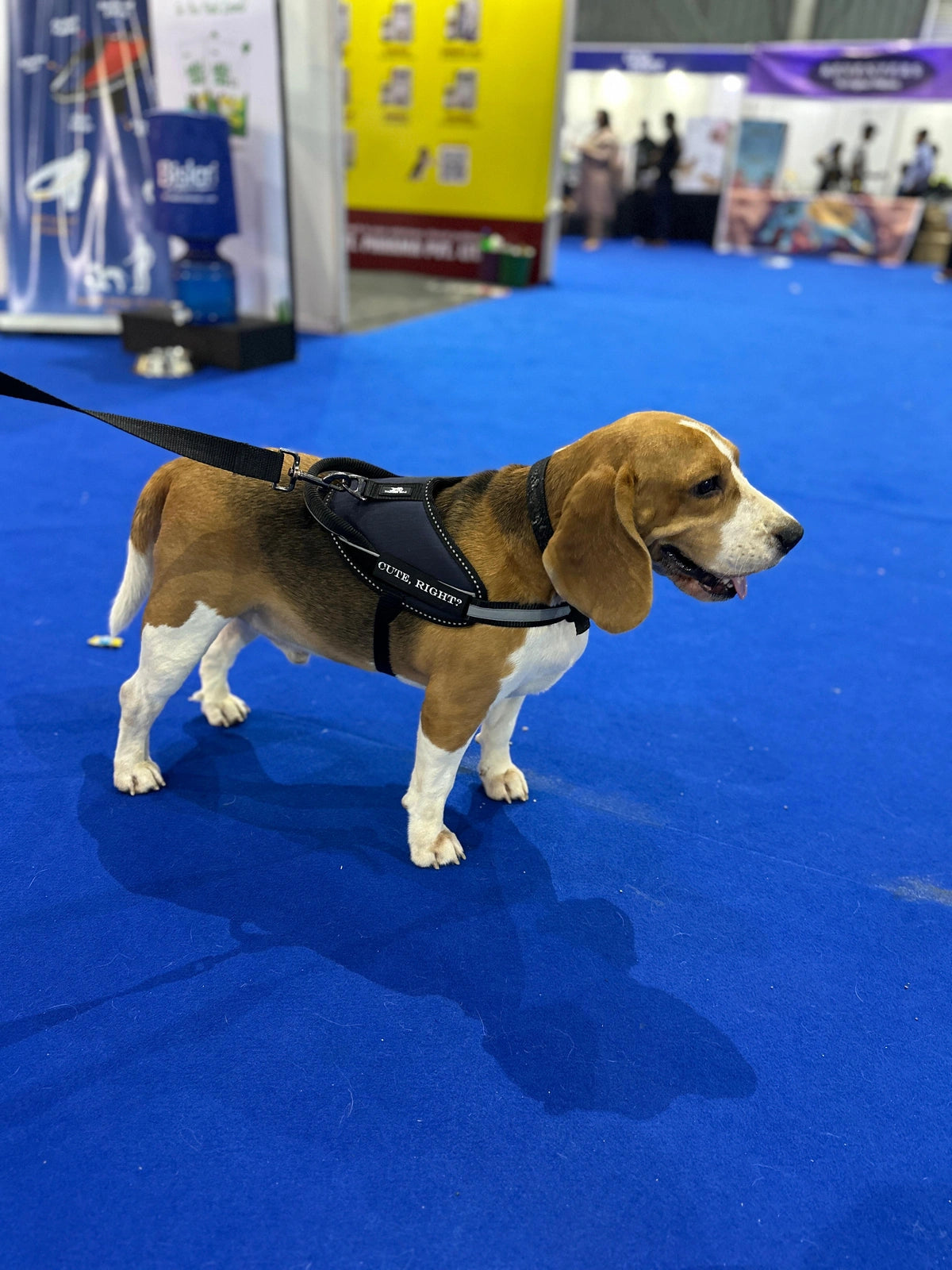 Navy_dog harness