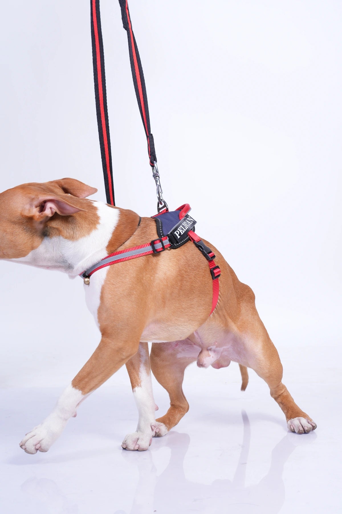 Navy-Red-dog harness
