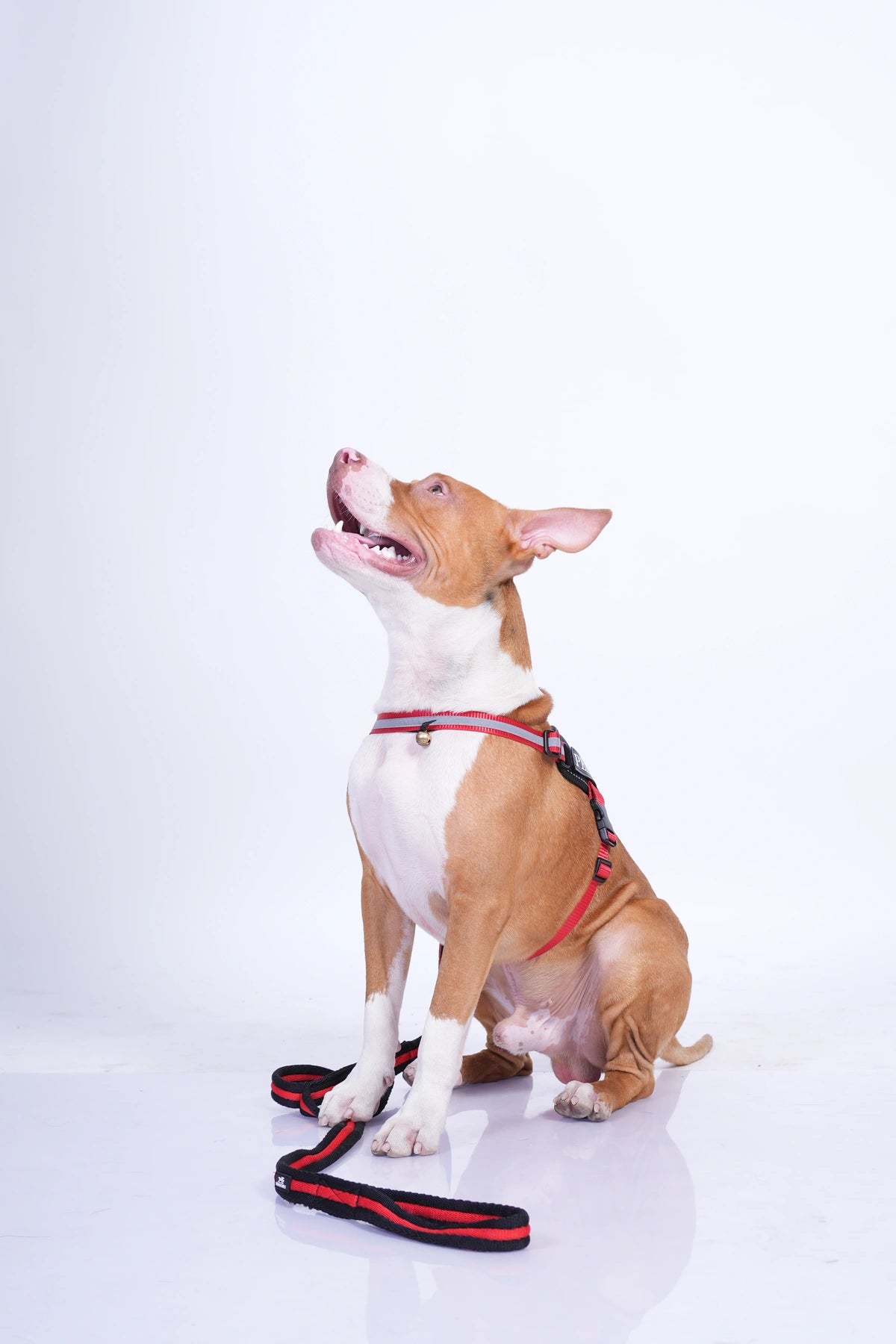 Navy-Red-dog harness