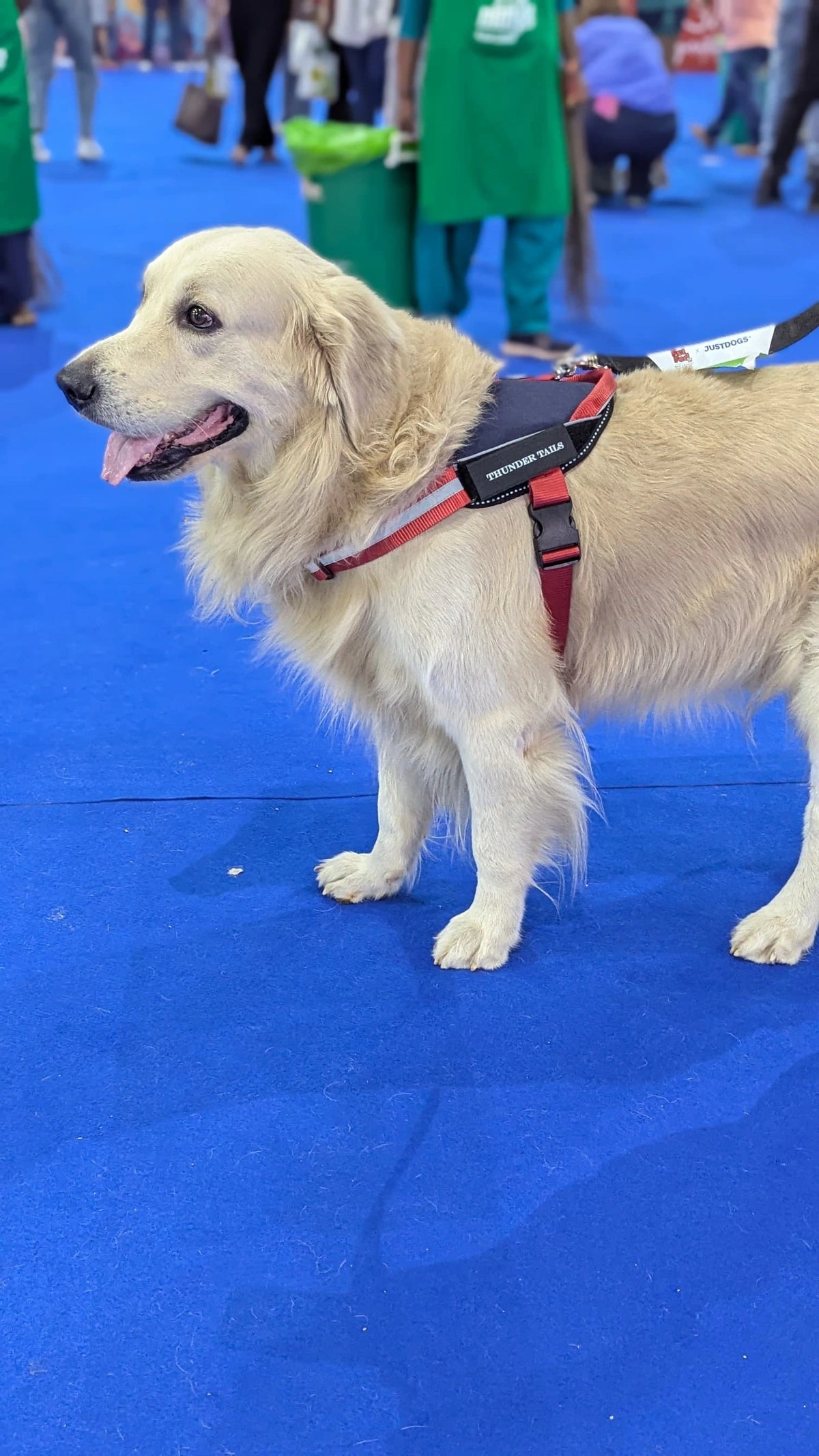 Navy-Red-dog harness