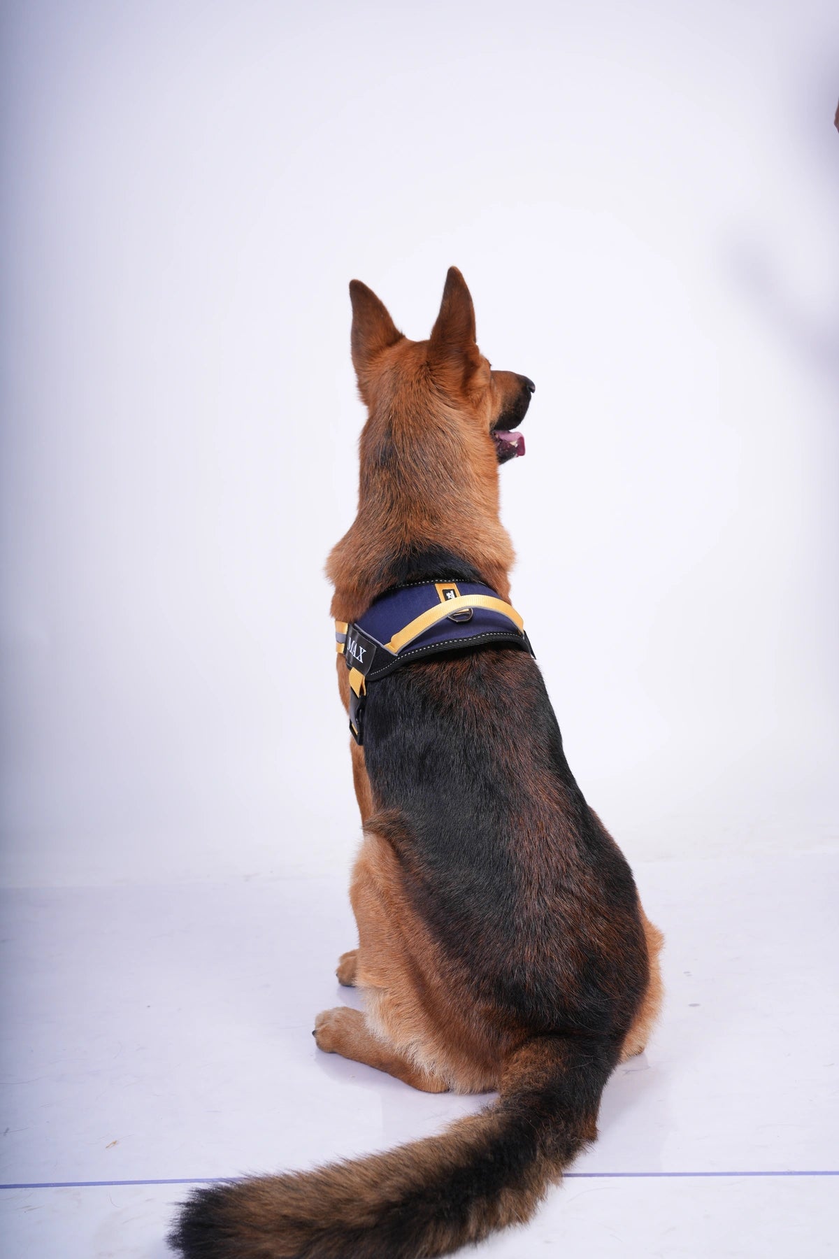Navy-Yellow-dog harness