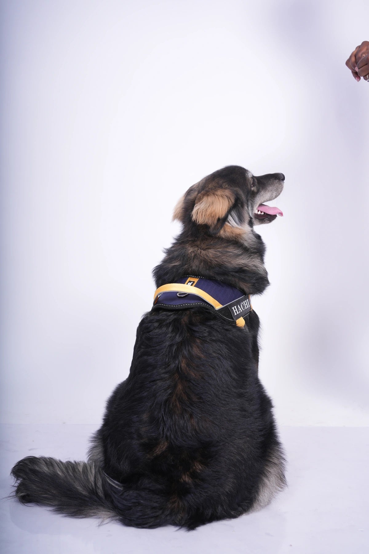 Navy-Yellow-dog harness