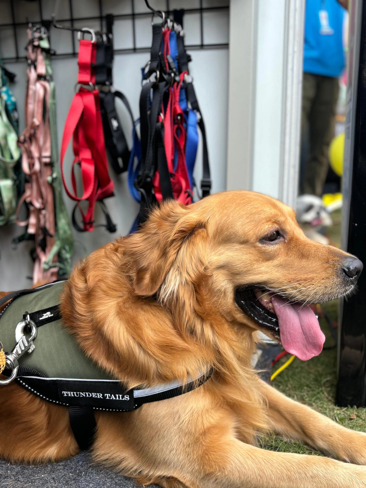 Olive_dog harness