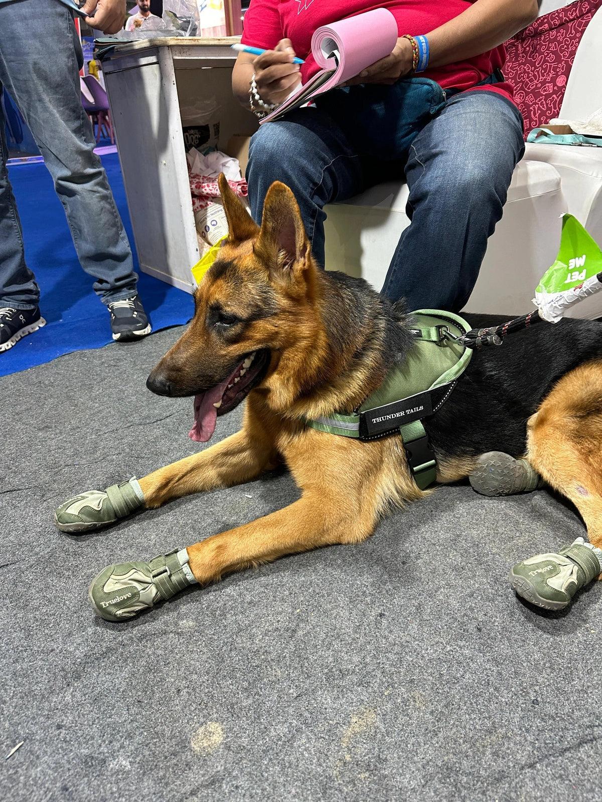 Olive-Olive_dog harness