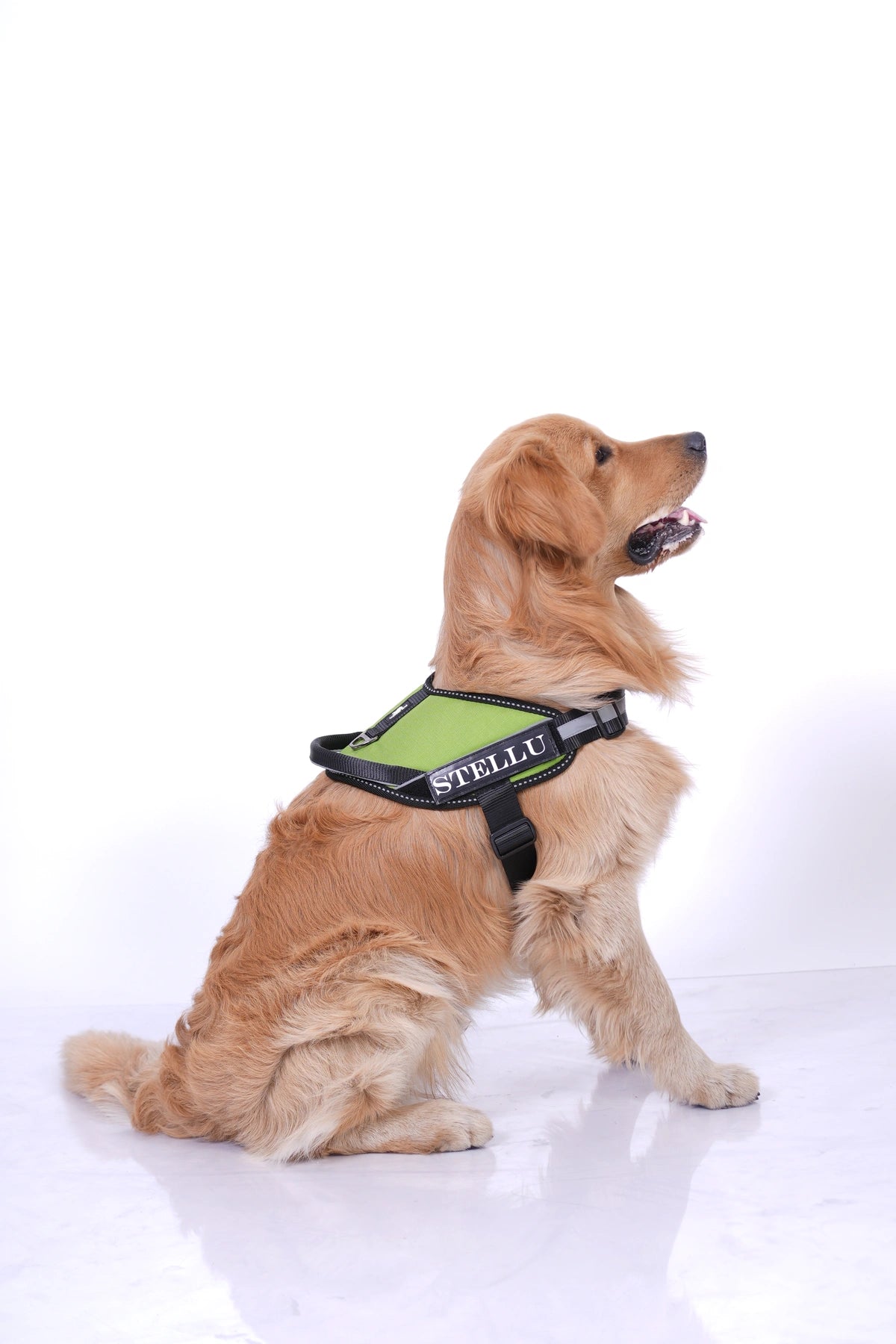 Parrot Green_dog harness