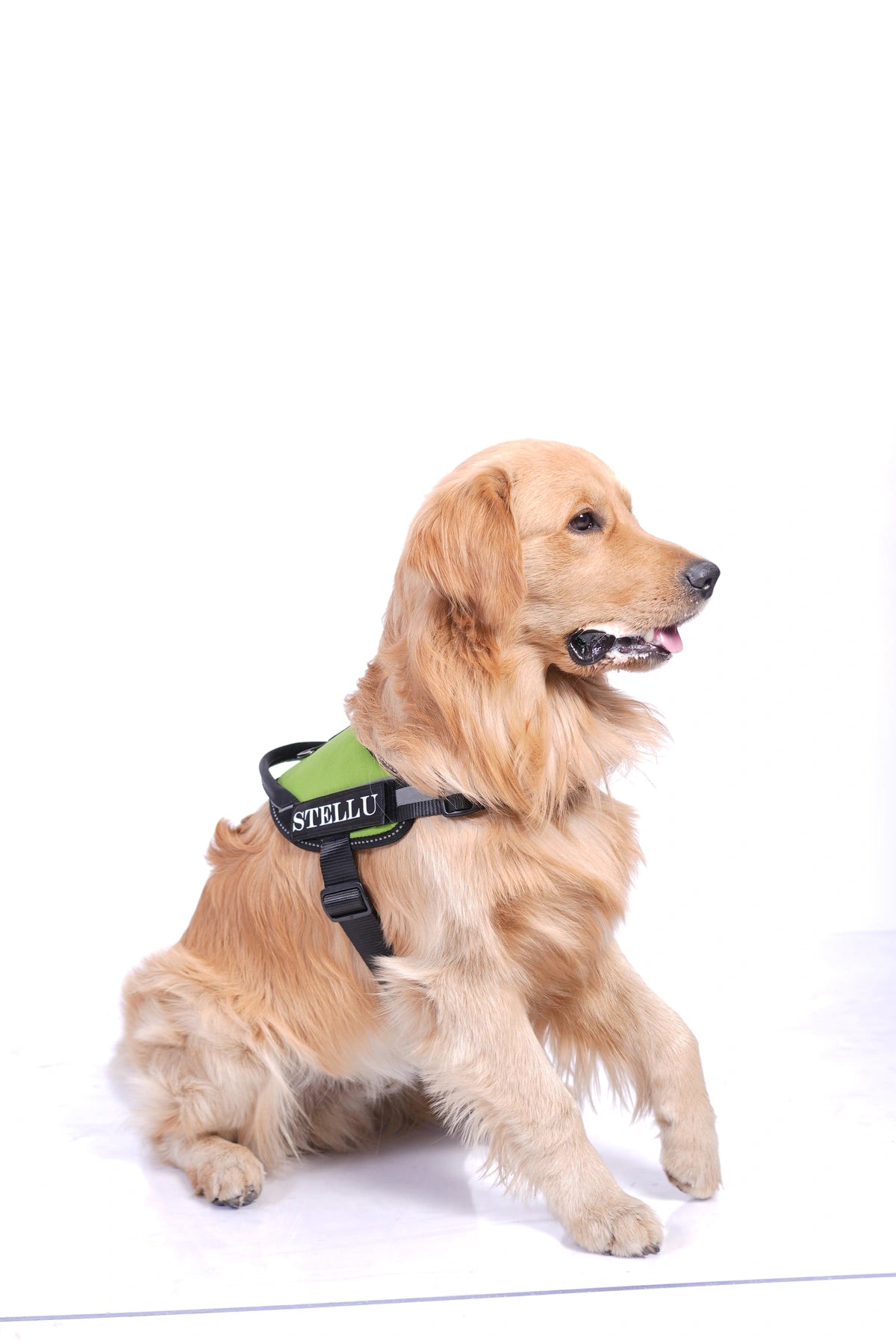 Parrot Green_dog harness