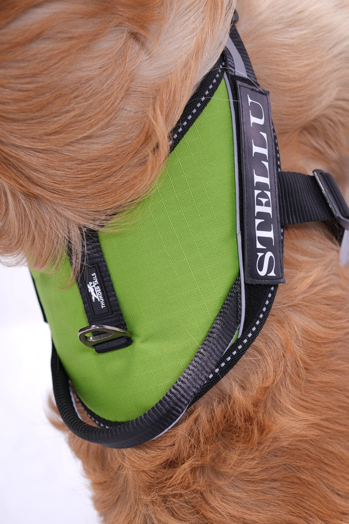 Parrot Green_dog harness