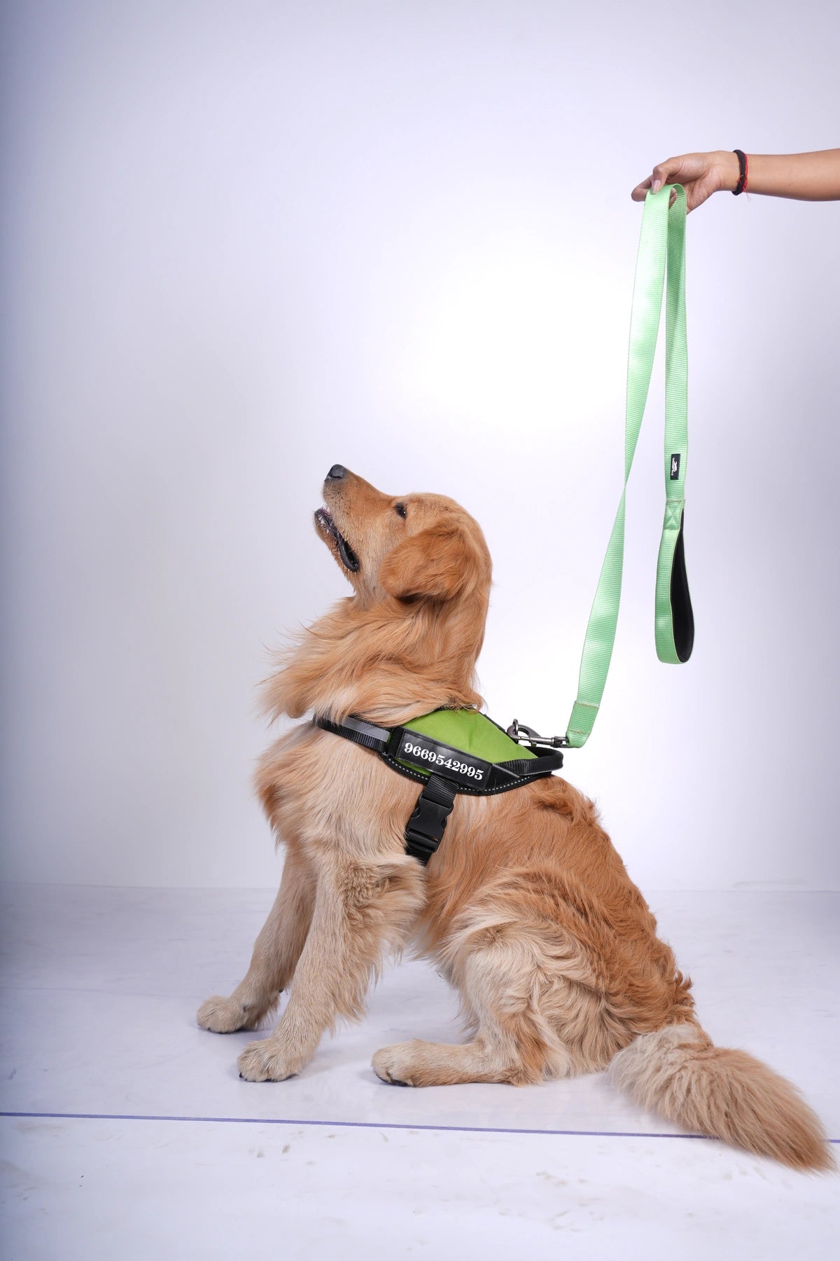 Parrot Green_dog harness