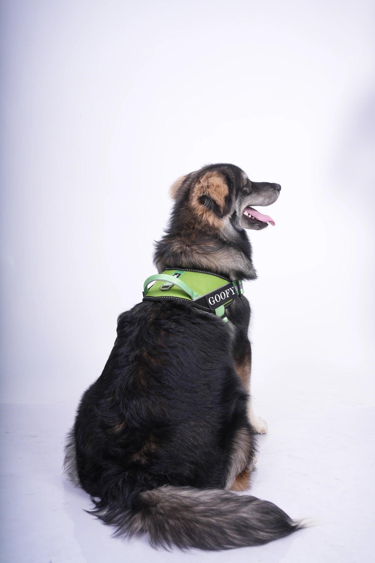 Parrot-Parrot_dog harness