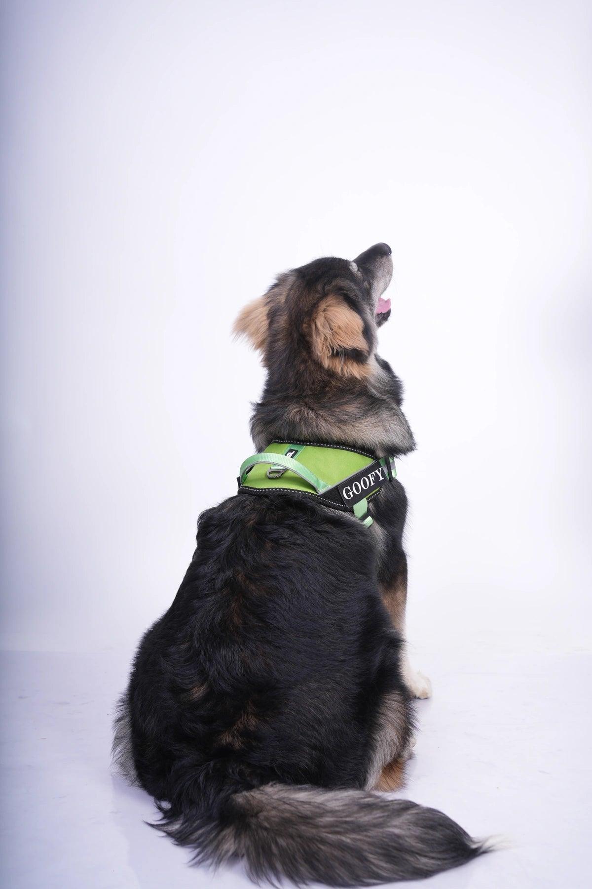 Parrot-Parrot_dog harness