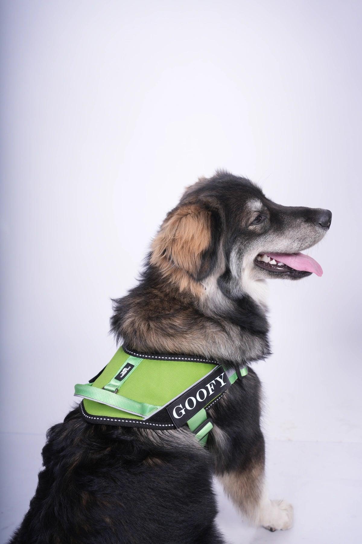 Parrot-Parrot_dog harness