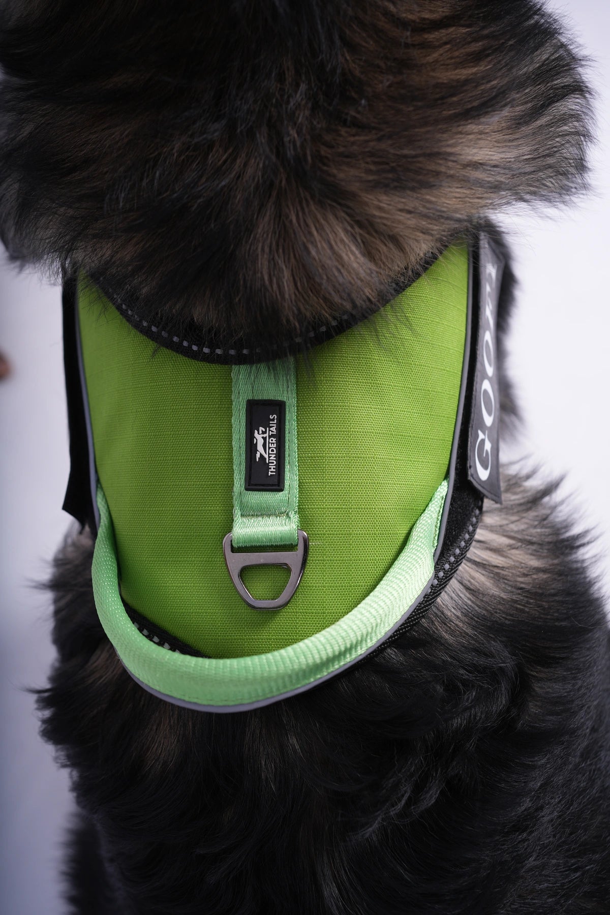 Parrot-Parrot_dog harness