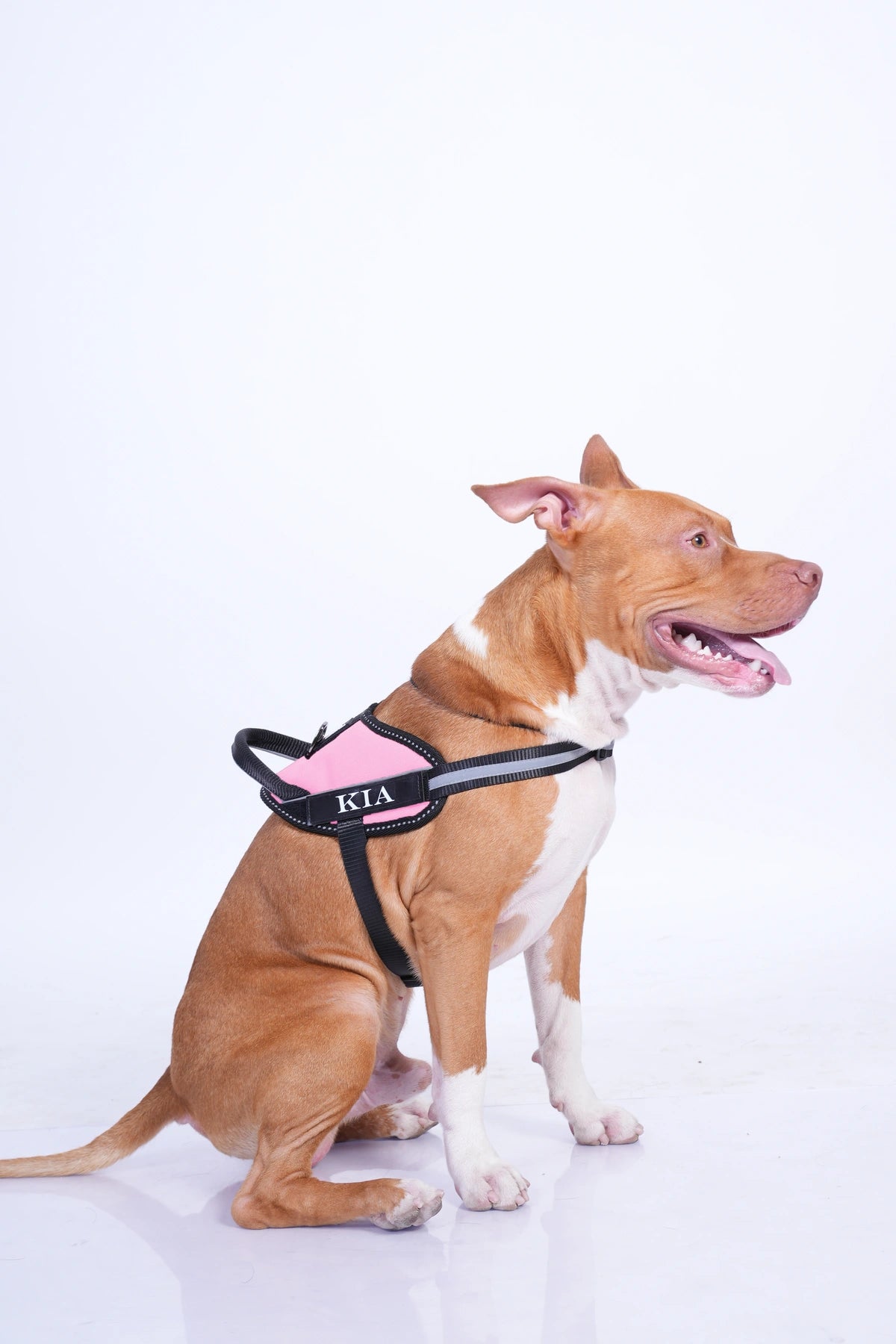 Pink_dog harness