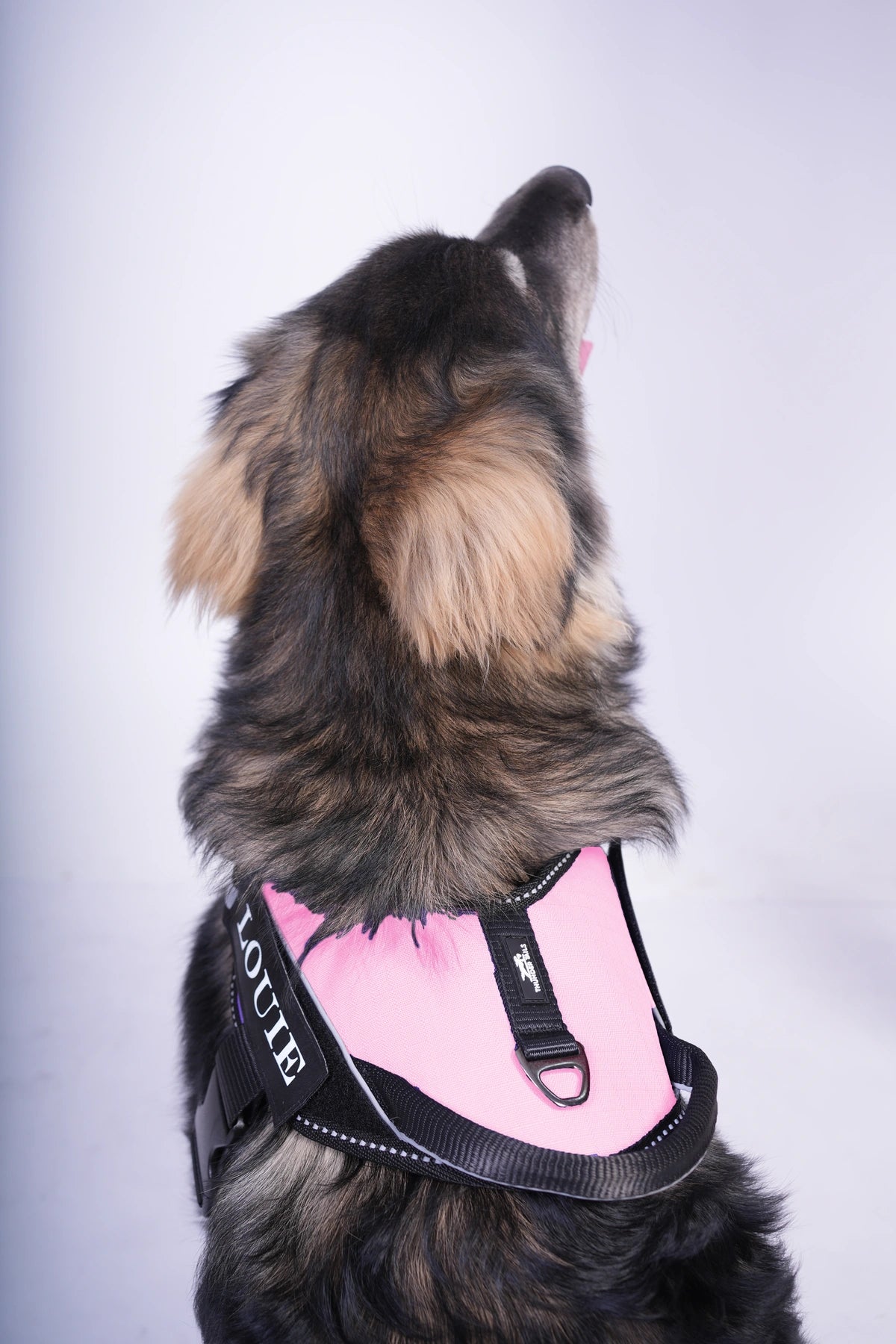 Pink_dog harness