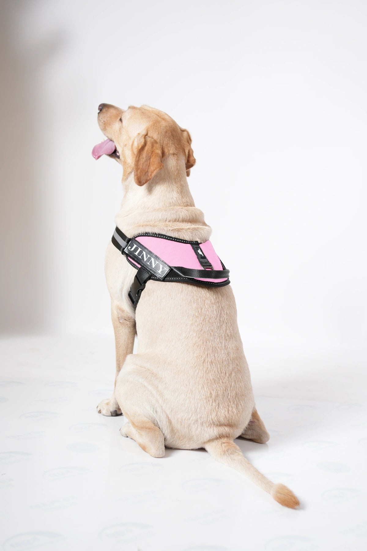 Pink_dog harness