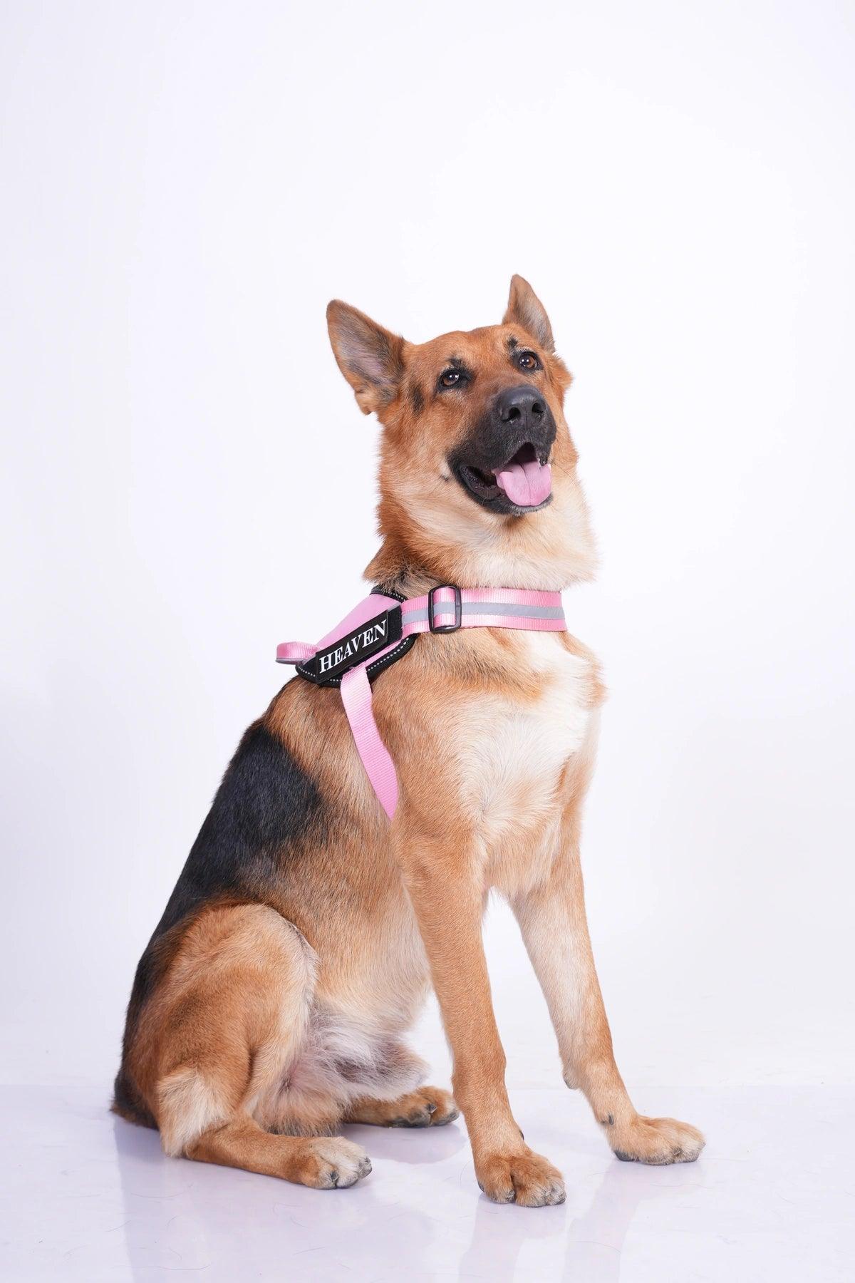 Pink-Pink_dog harness