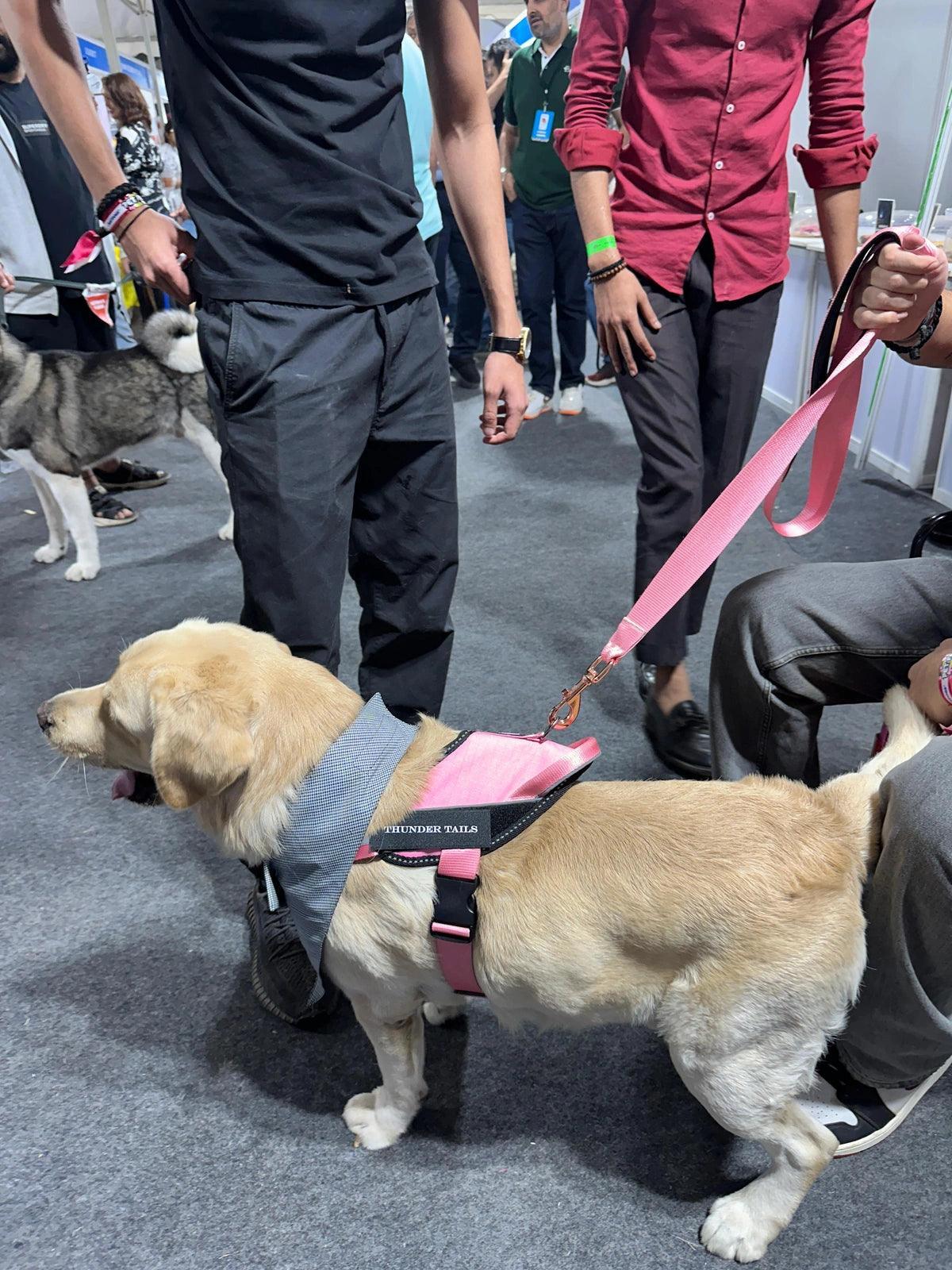 Pink-Pink_dog harness