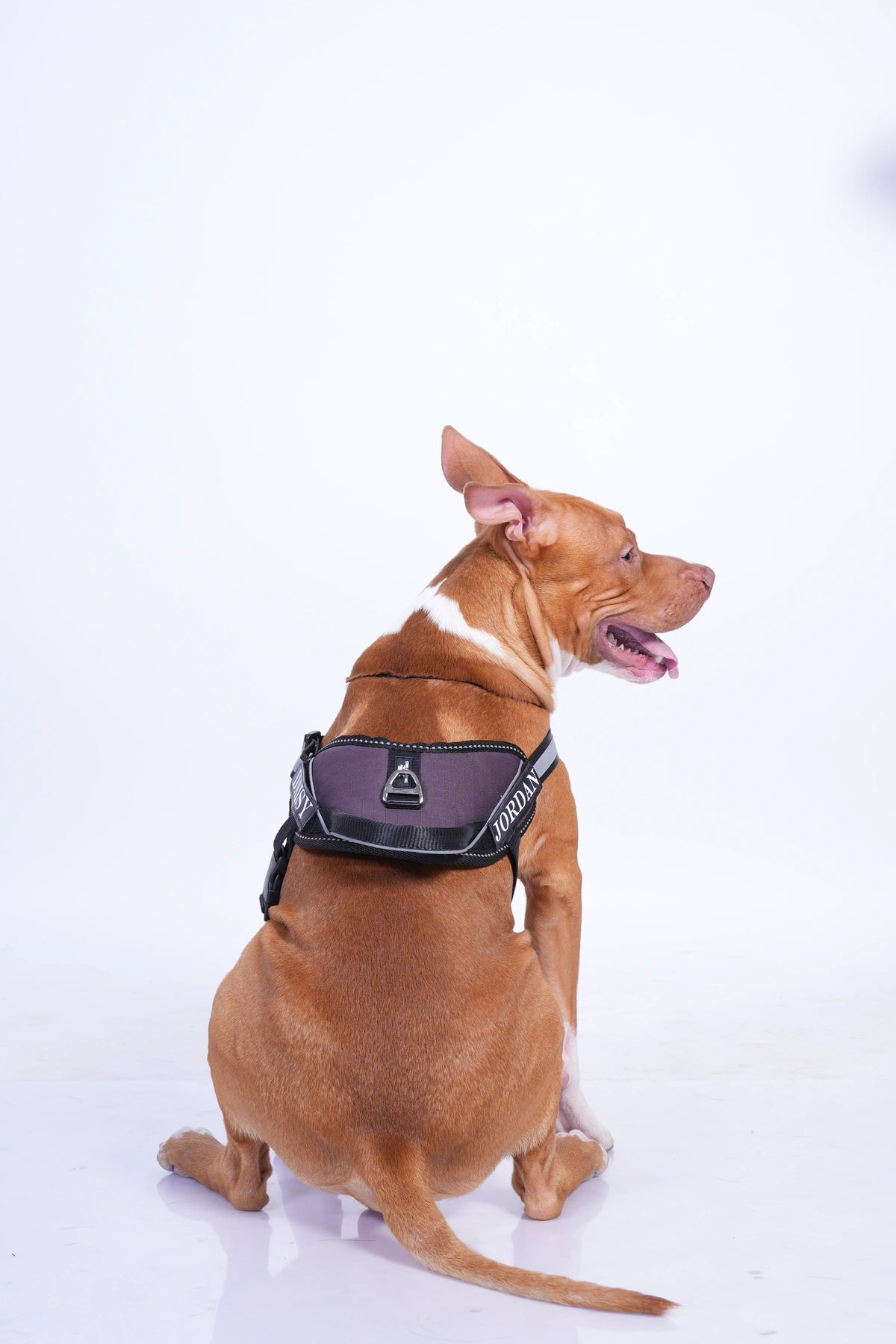 Plum_dog harness