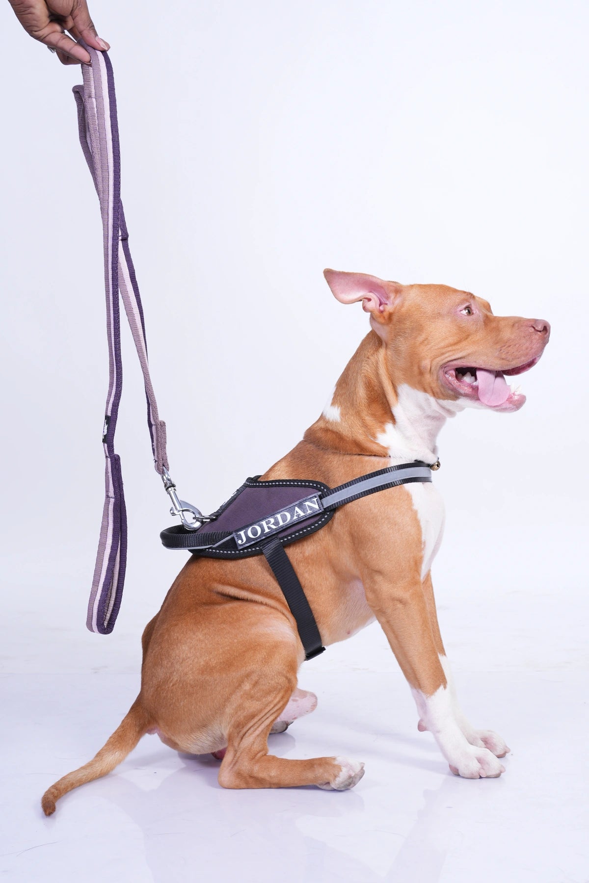 Plum_dog harness