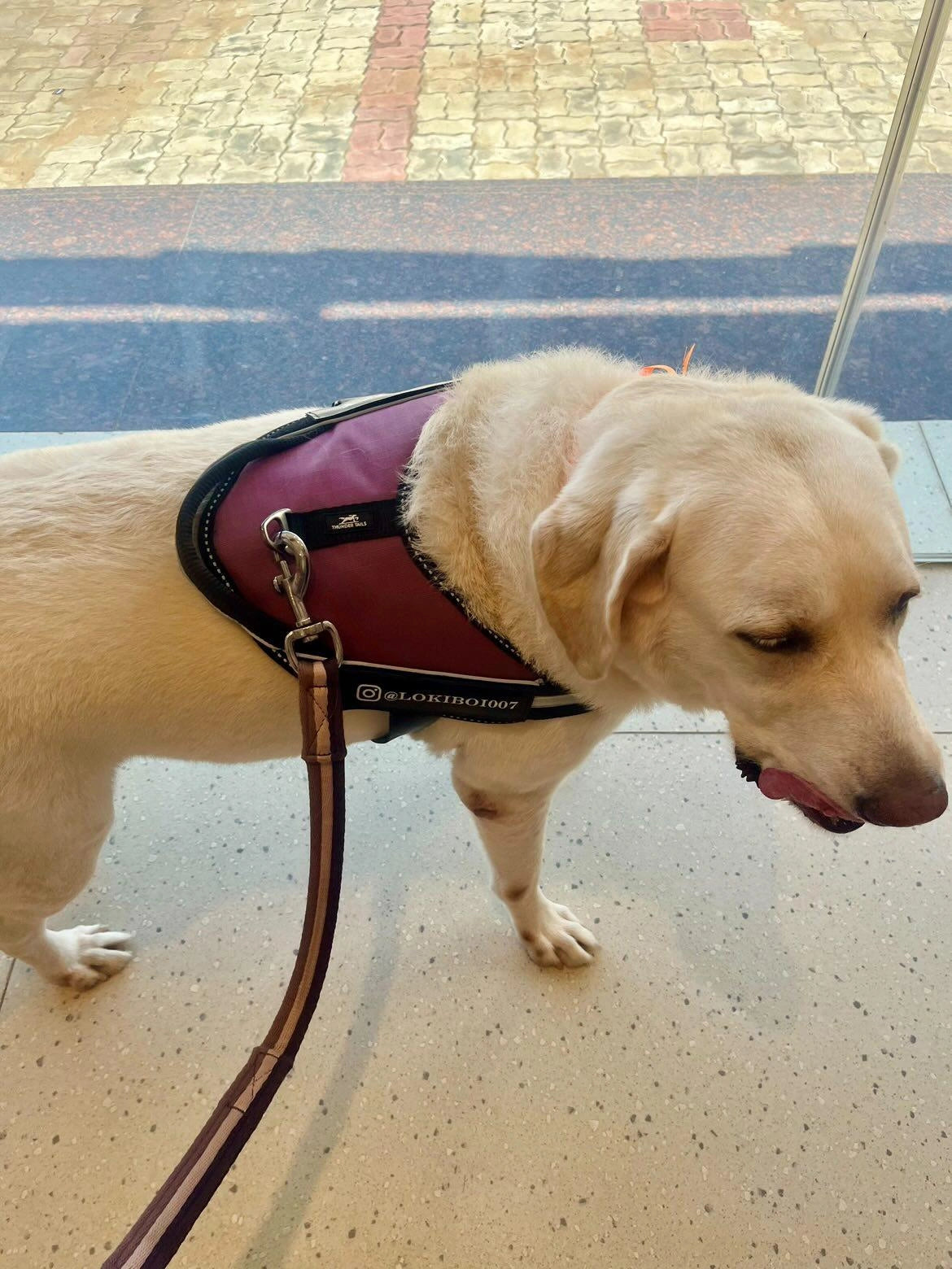 Plum_dog harness