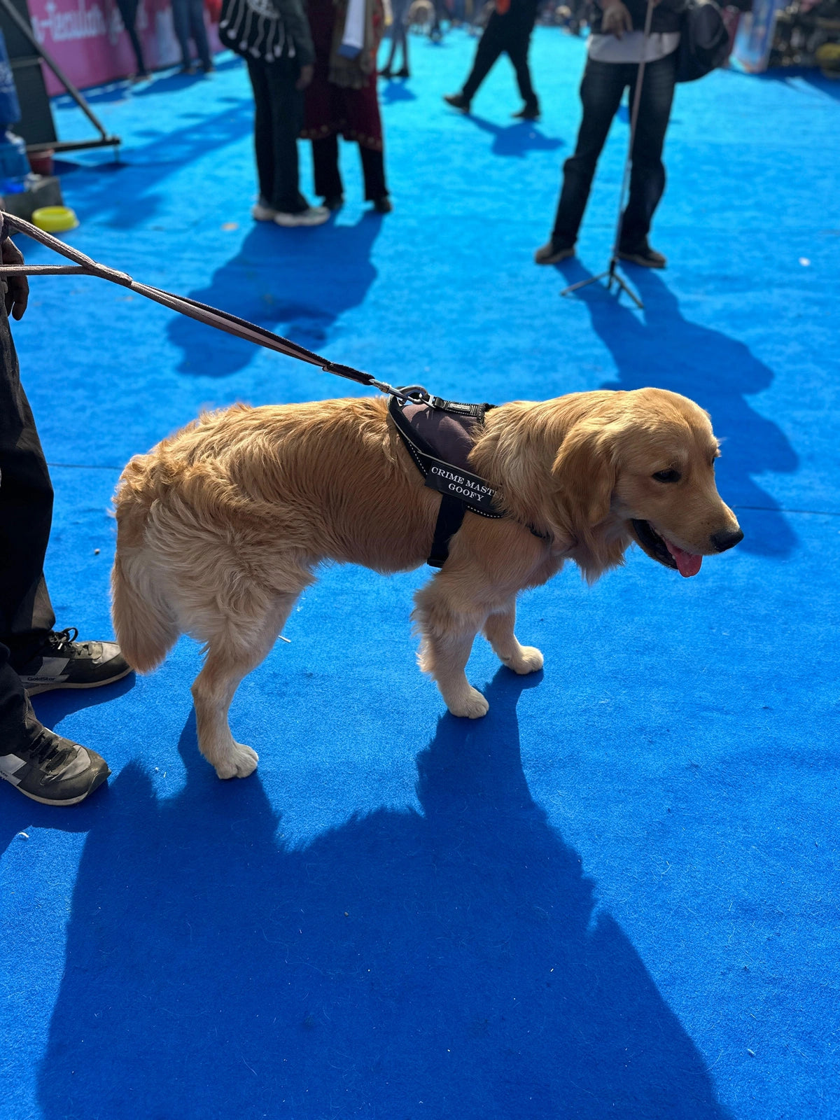 Plum_dog harness