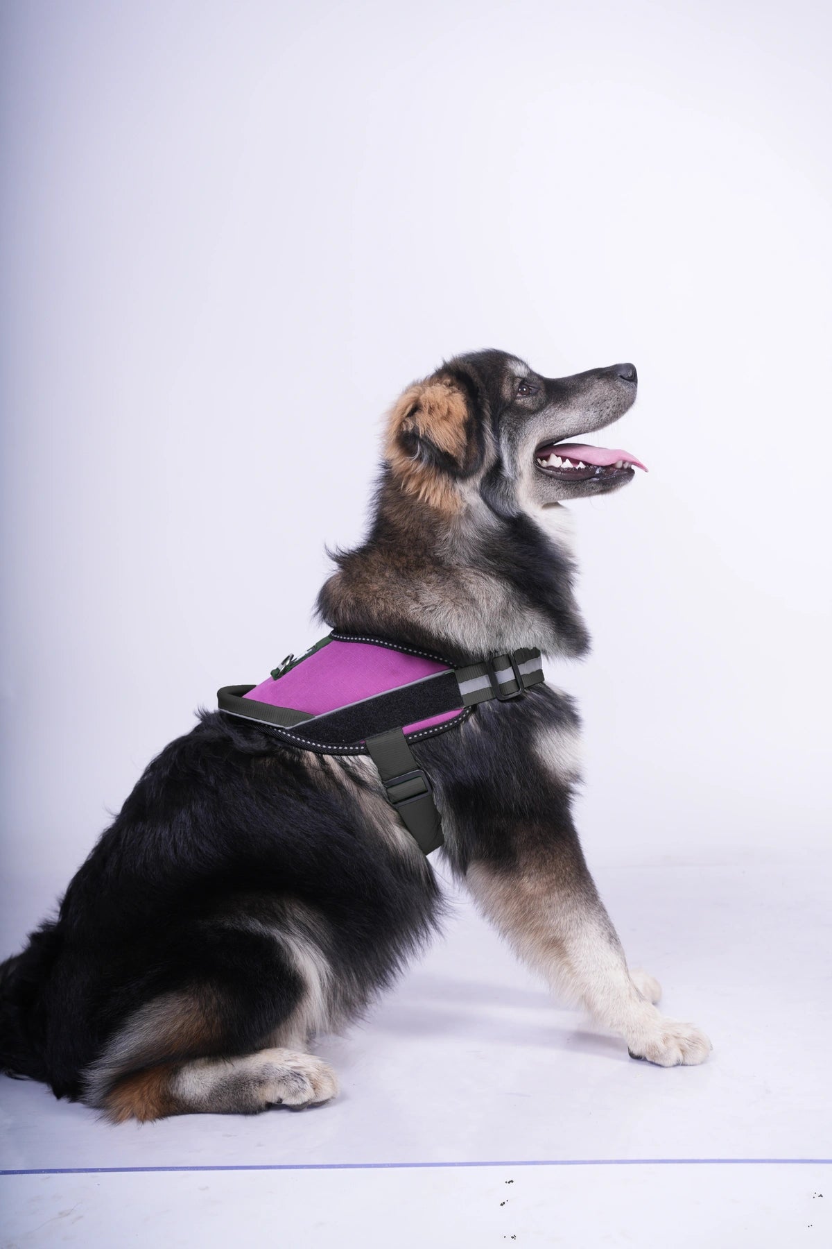 Purple_dog harness