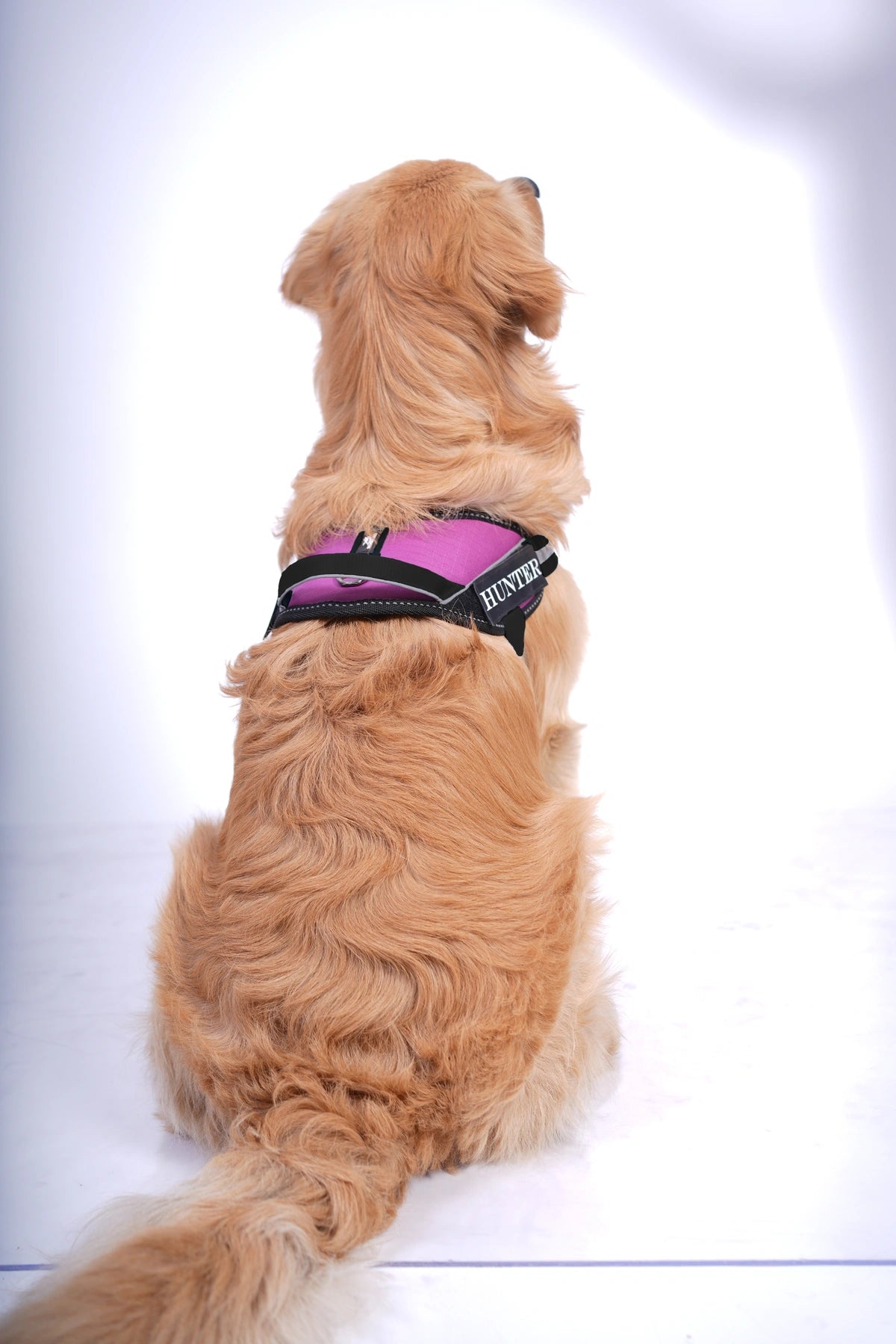 Purple_dog harness