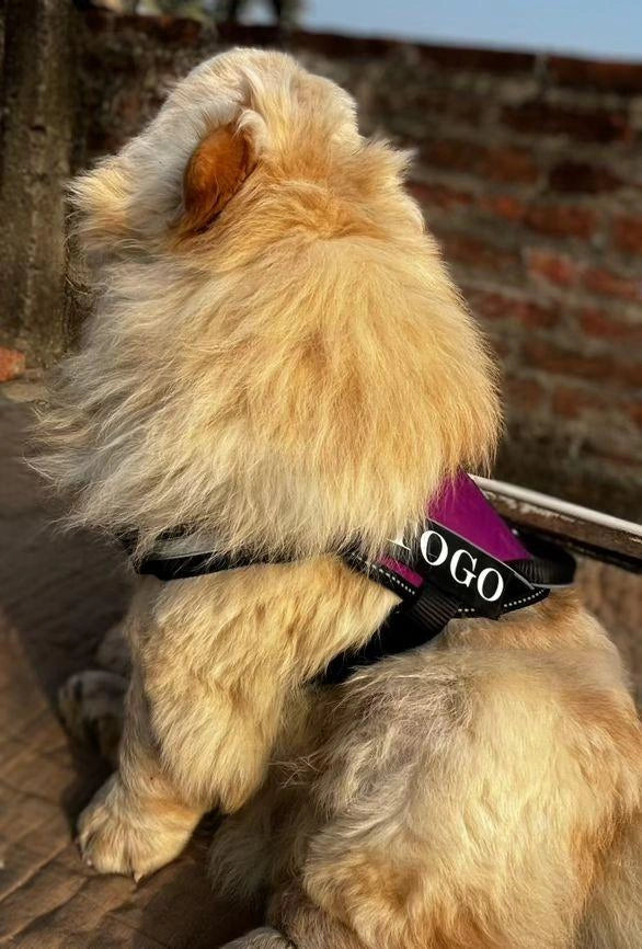 Purple_dog harness