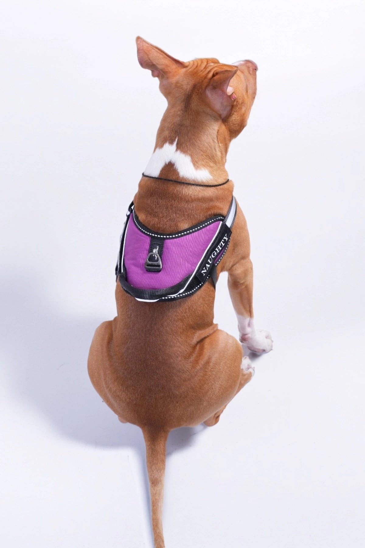 Purple_dog harness