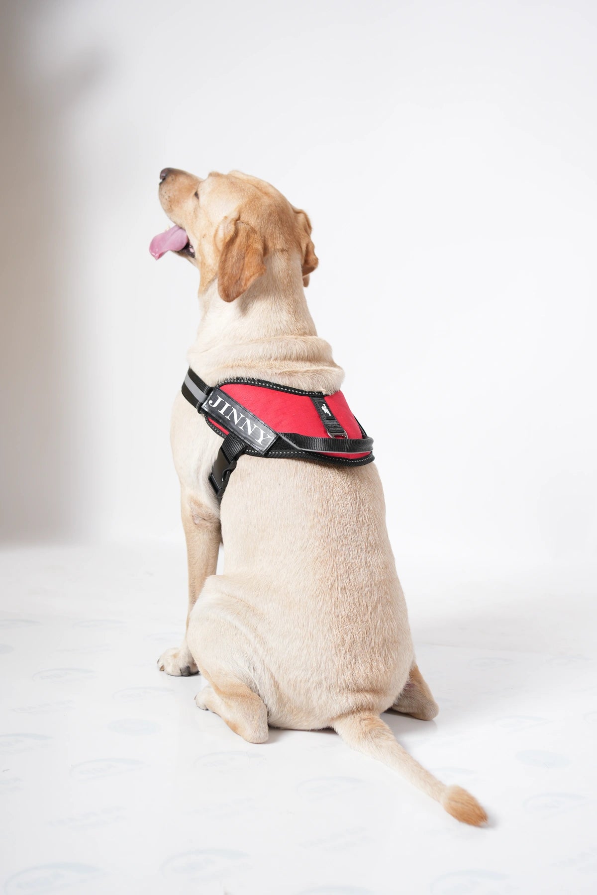 Red_dog harness