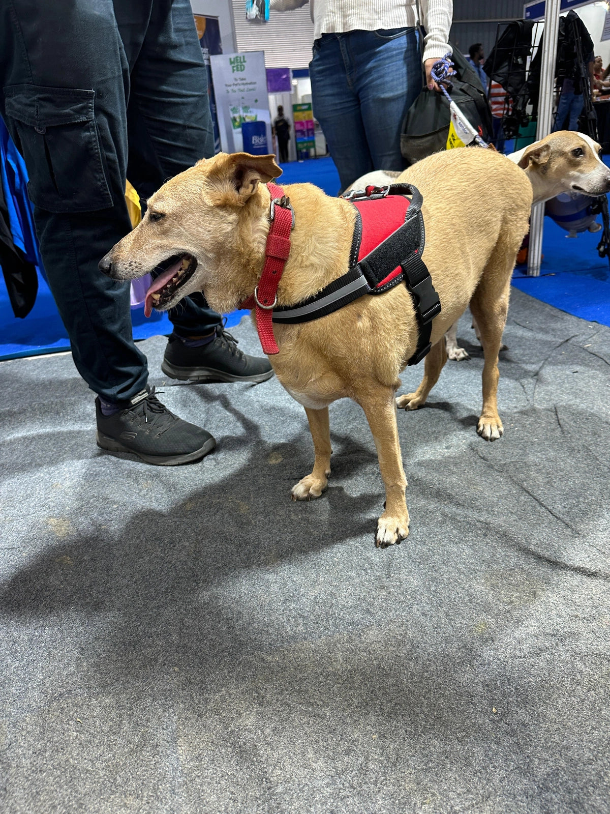 Red_dog harness