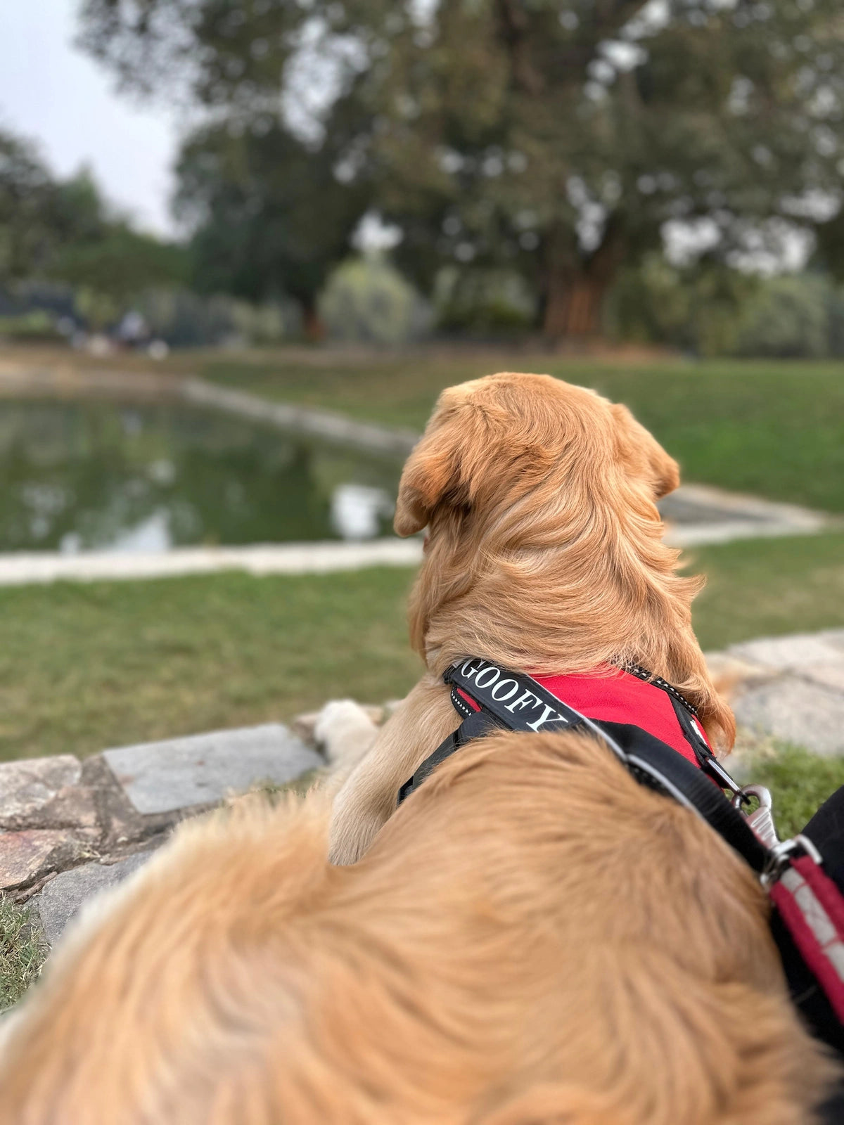 Red_dog harness