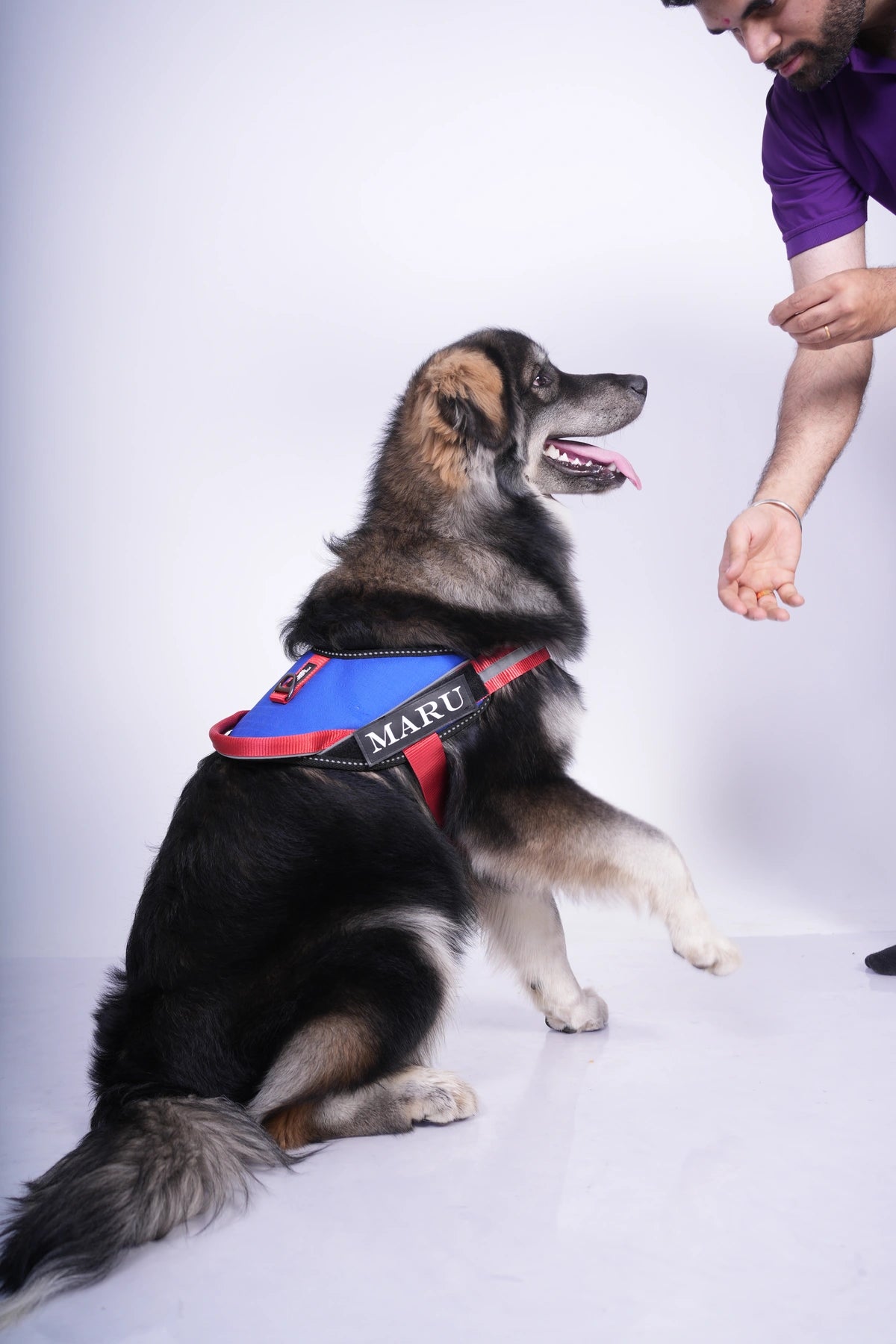 Royal-Red-dog harness