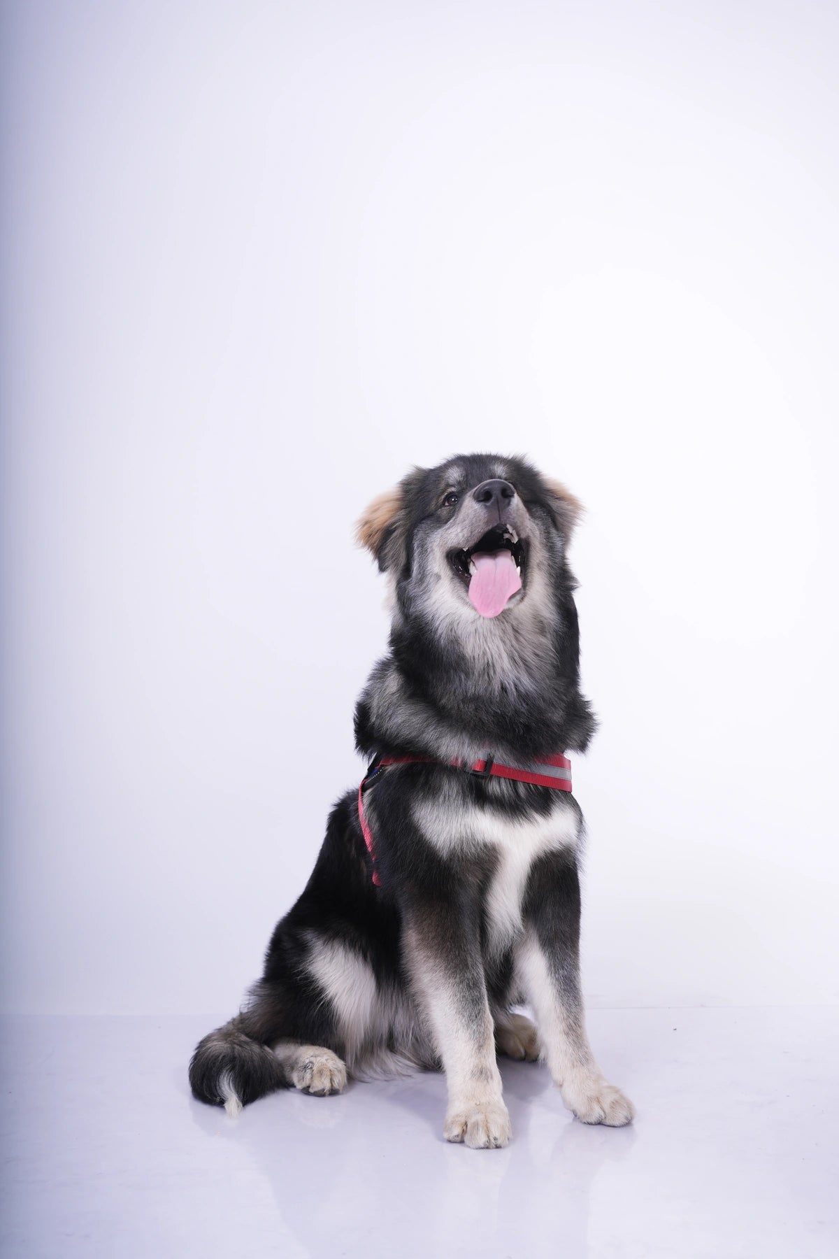 Royal-Red-dog harness