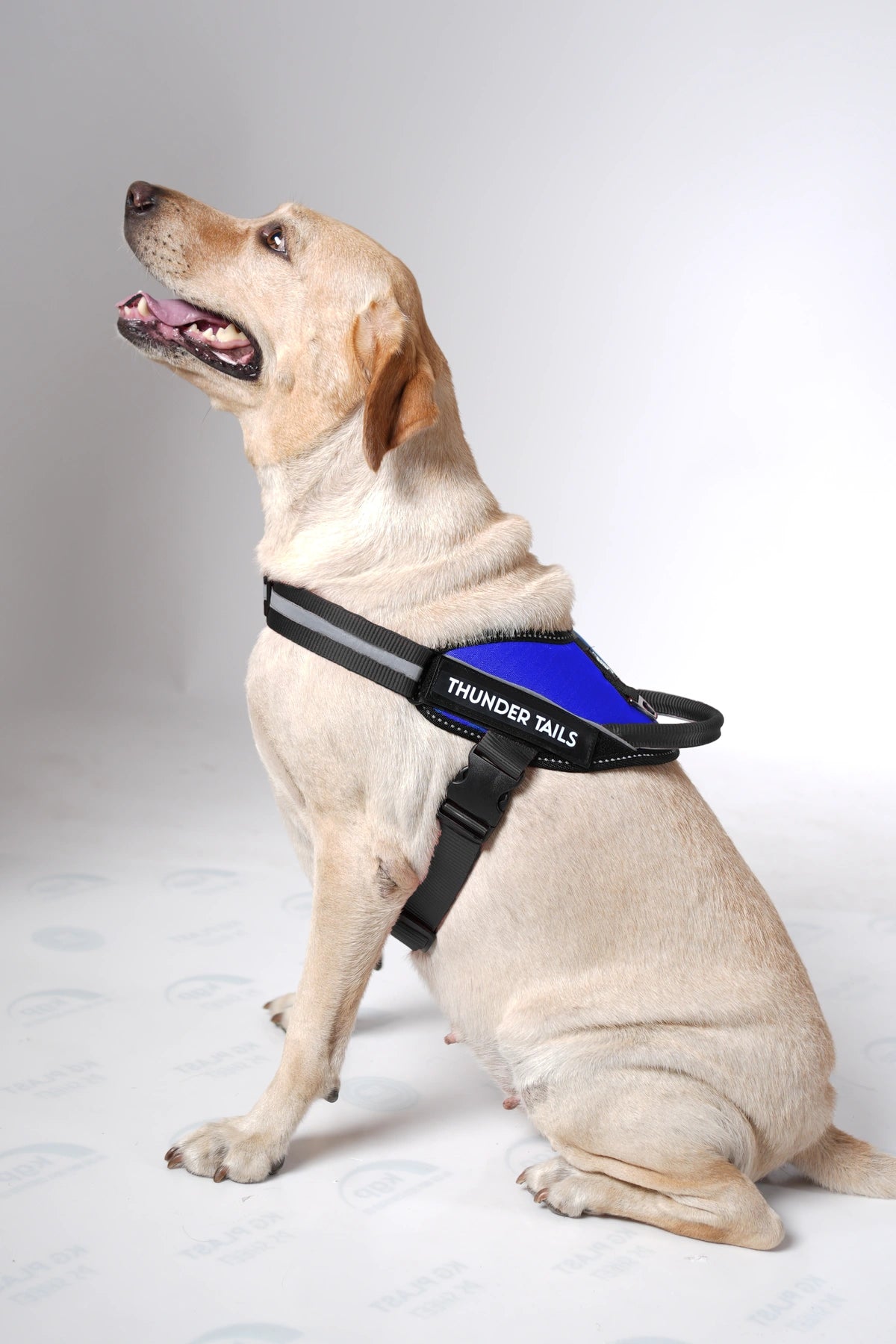 Royal Blue_dog harness