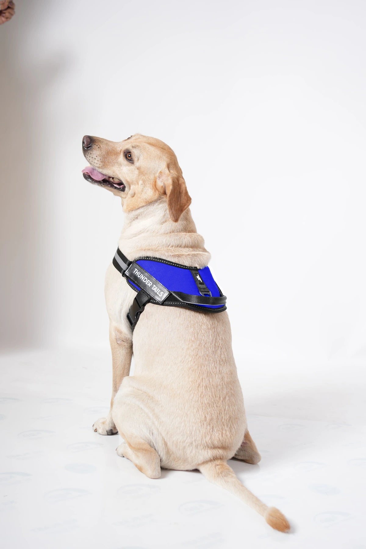 Royal Blue_dog harness