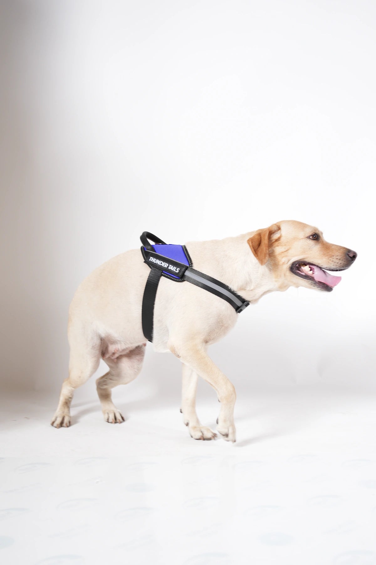 Royal Blue_dog harness