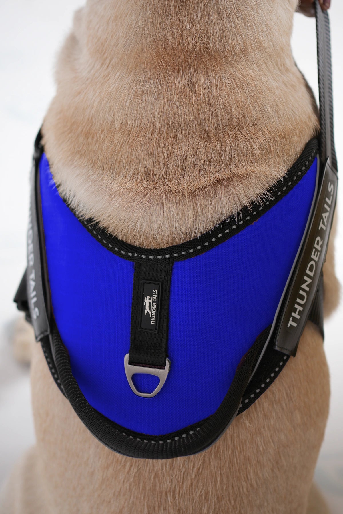 Royal Blue_dog harness