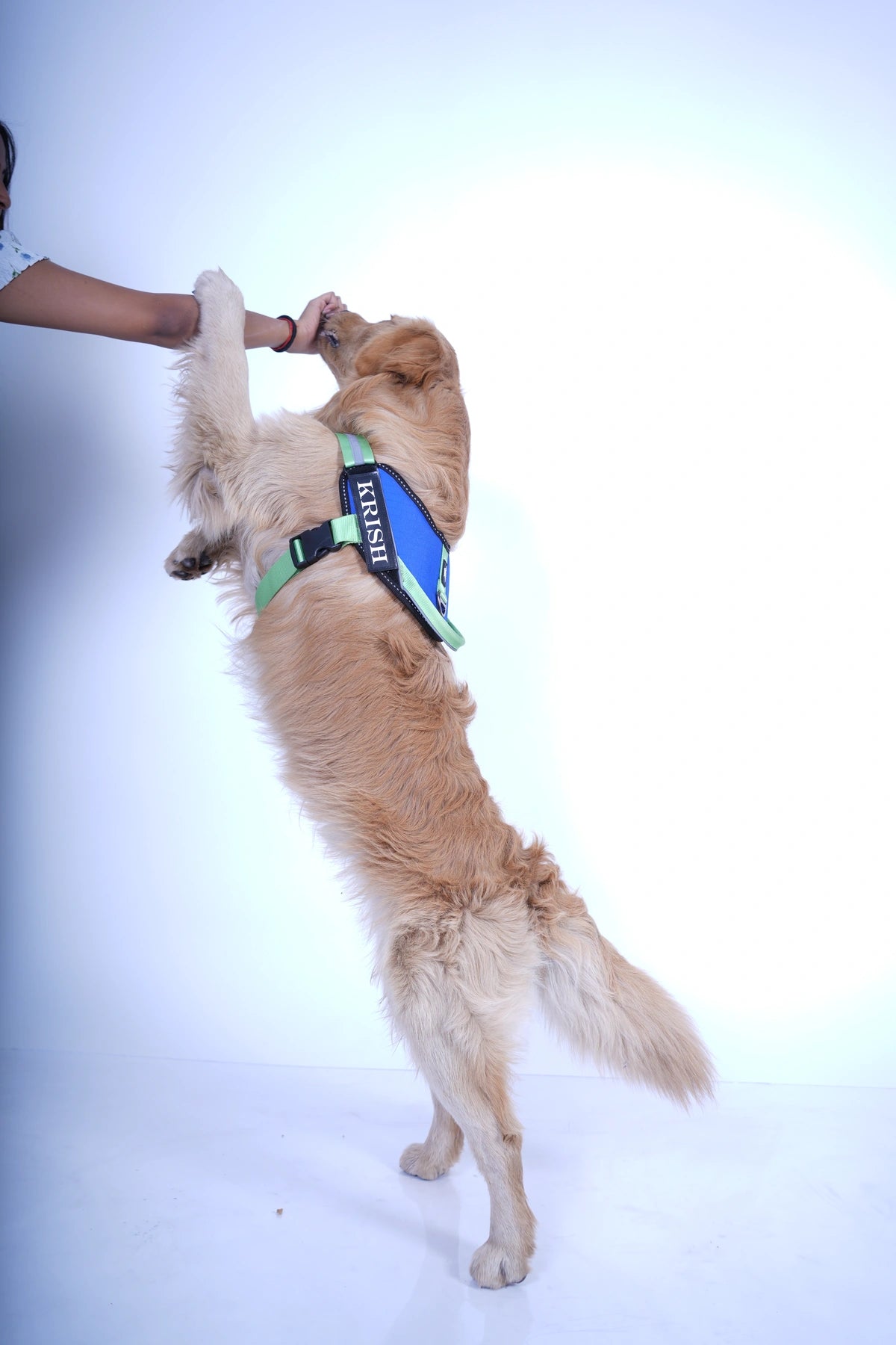 Royal-Parrot-dog harness