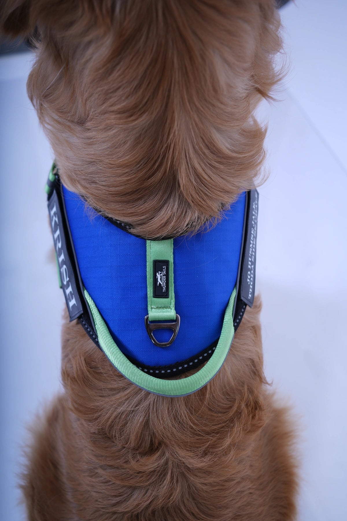 Royal-Parrot-dog harness